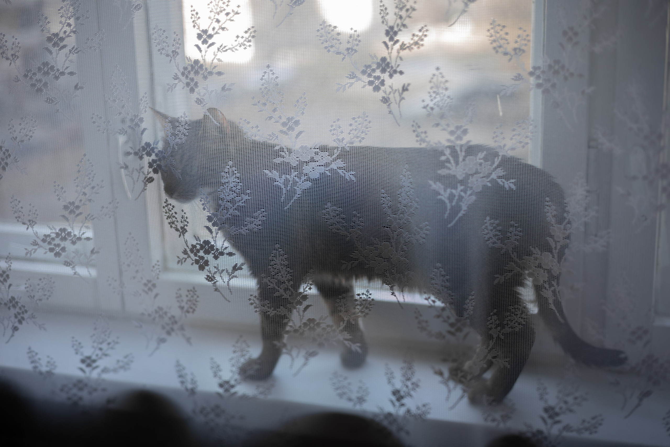 Настя, Долька и котейки. Фотограф-анималист | Белград