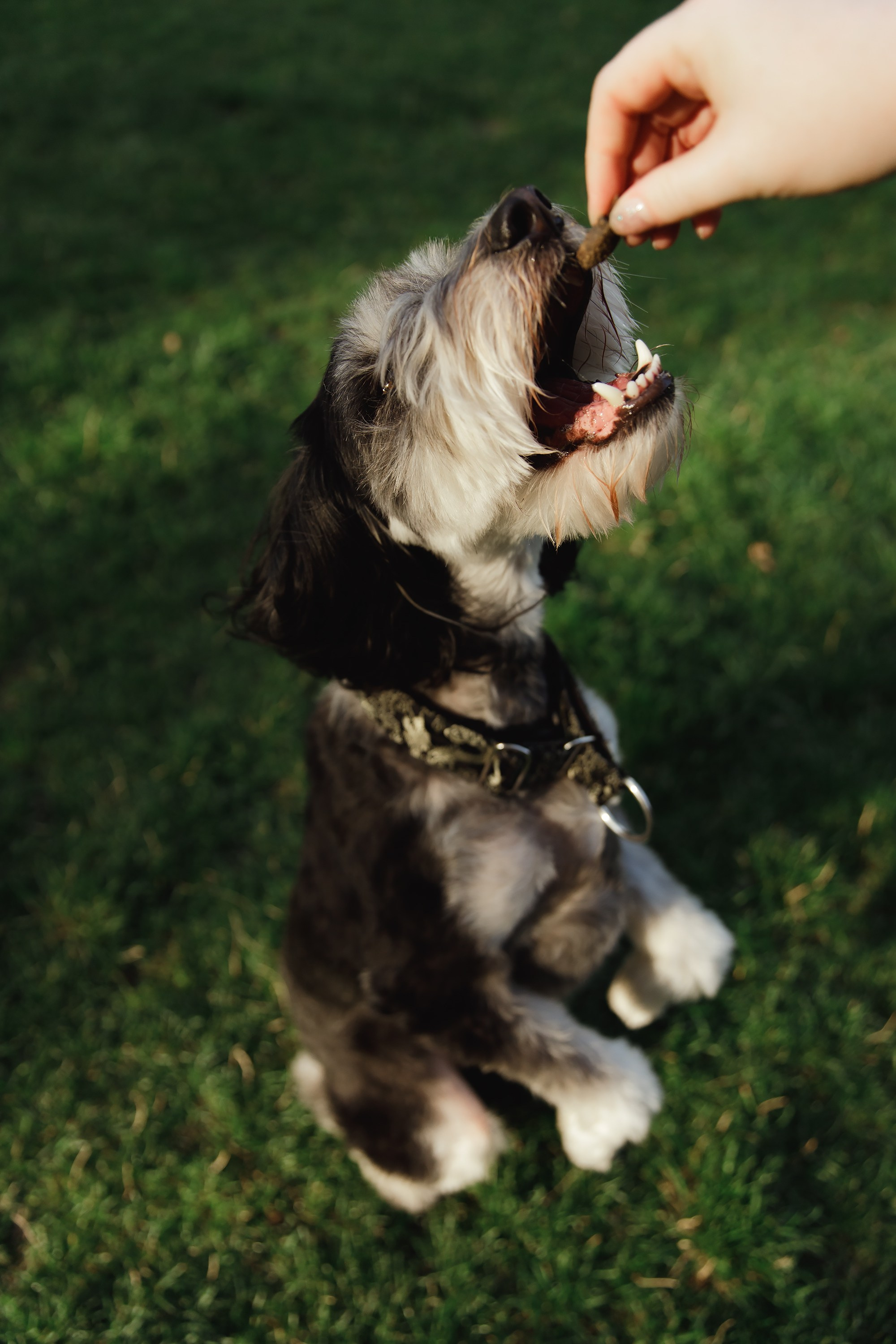 Lera & Flora. Kaja | fotograf we Wrocławiu | ludzie i psy