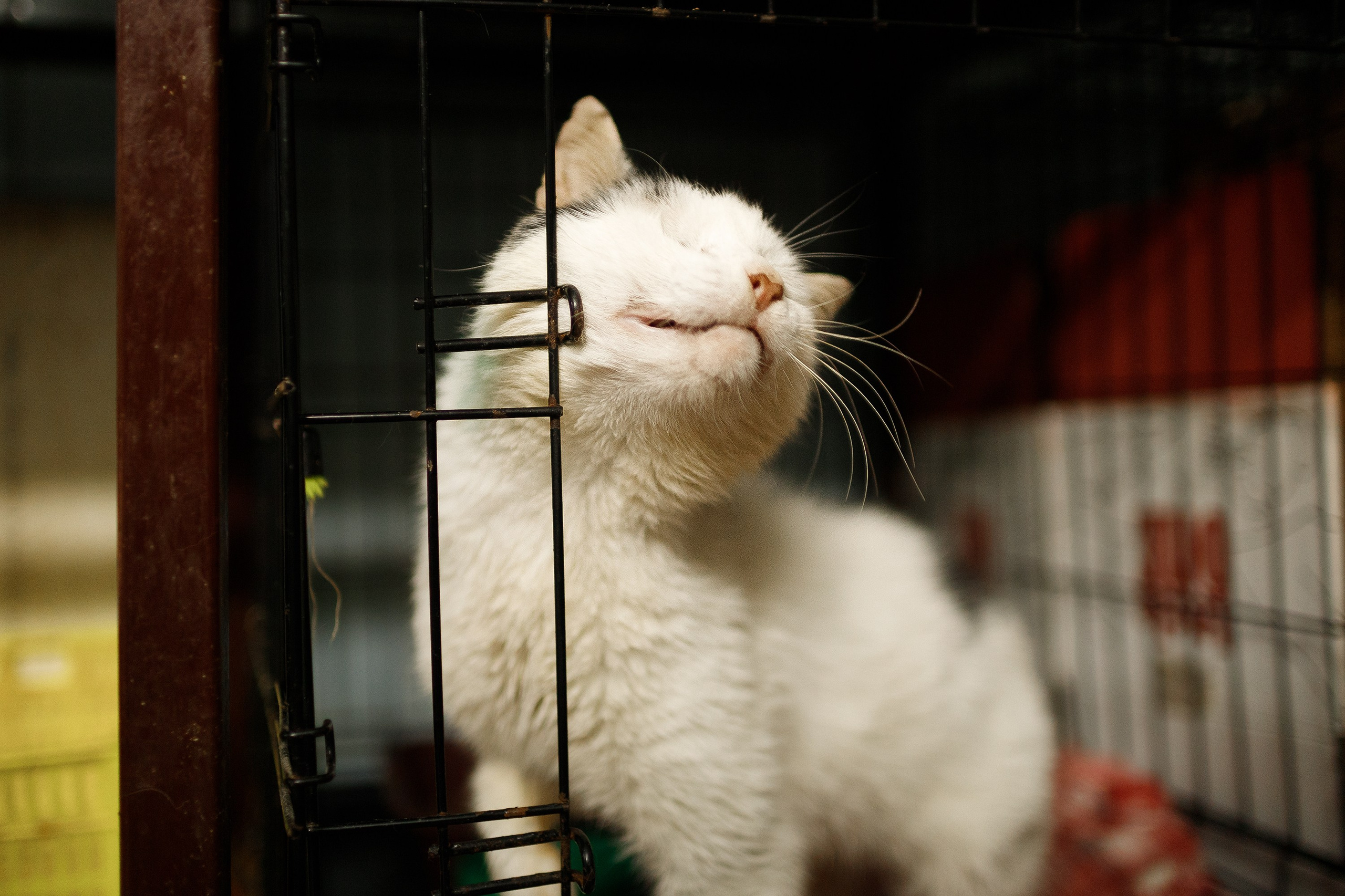 Shelter's cats for adoption. Kaja | fotograf we Wrocławiu | ludzie i psy