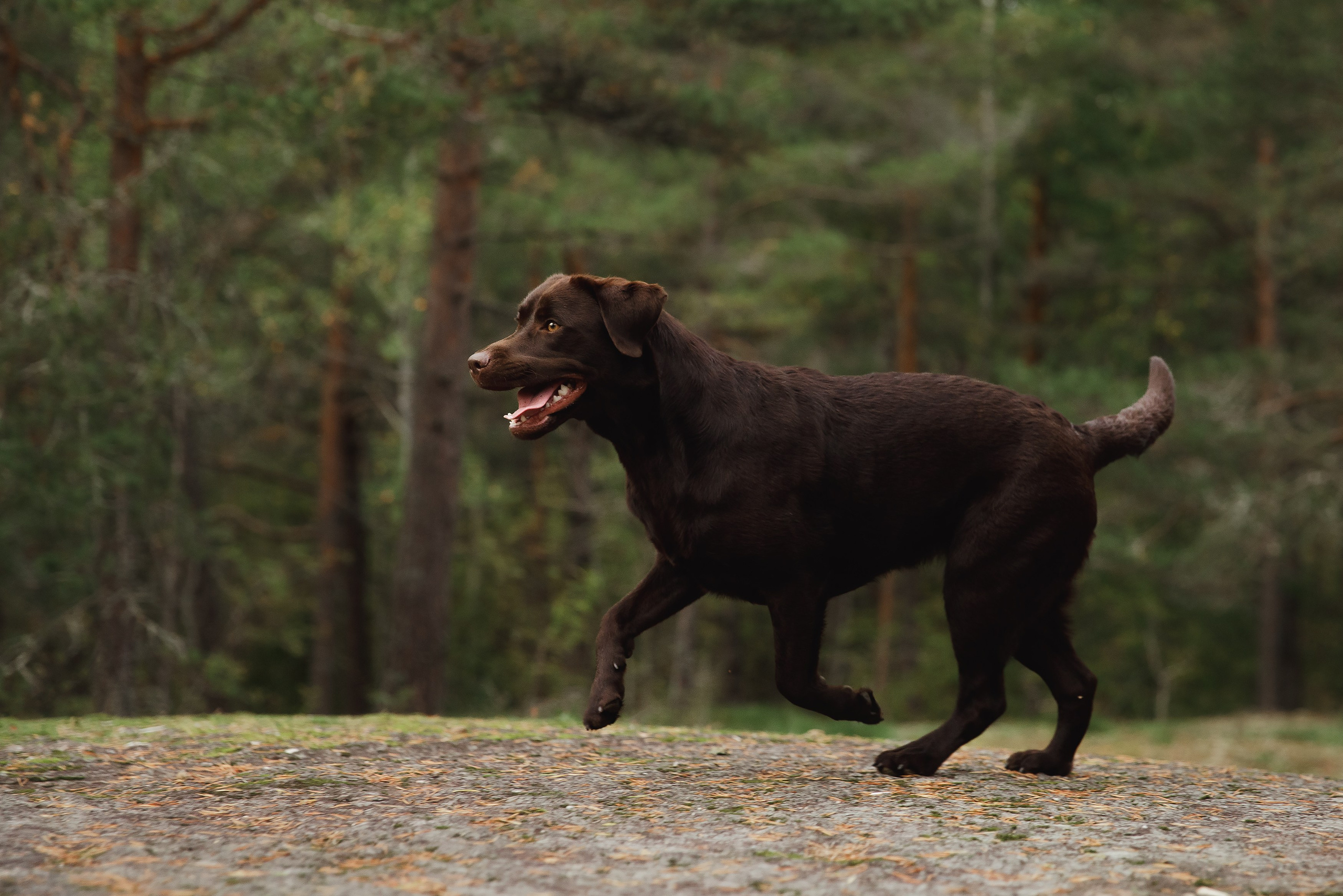 Finnish mossy hills. Kaja | fotograf psów we Wrocławiu