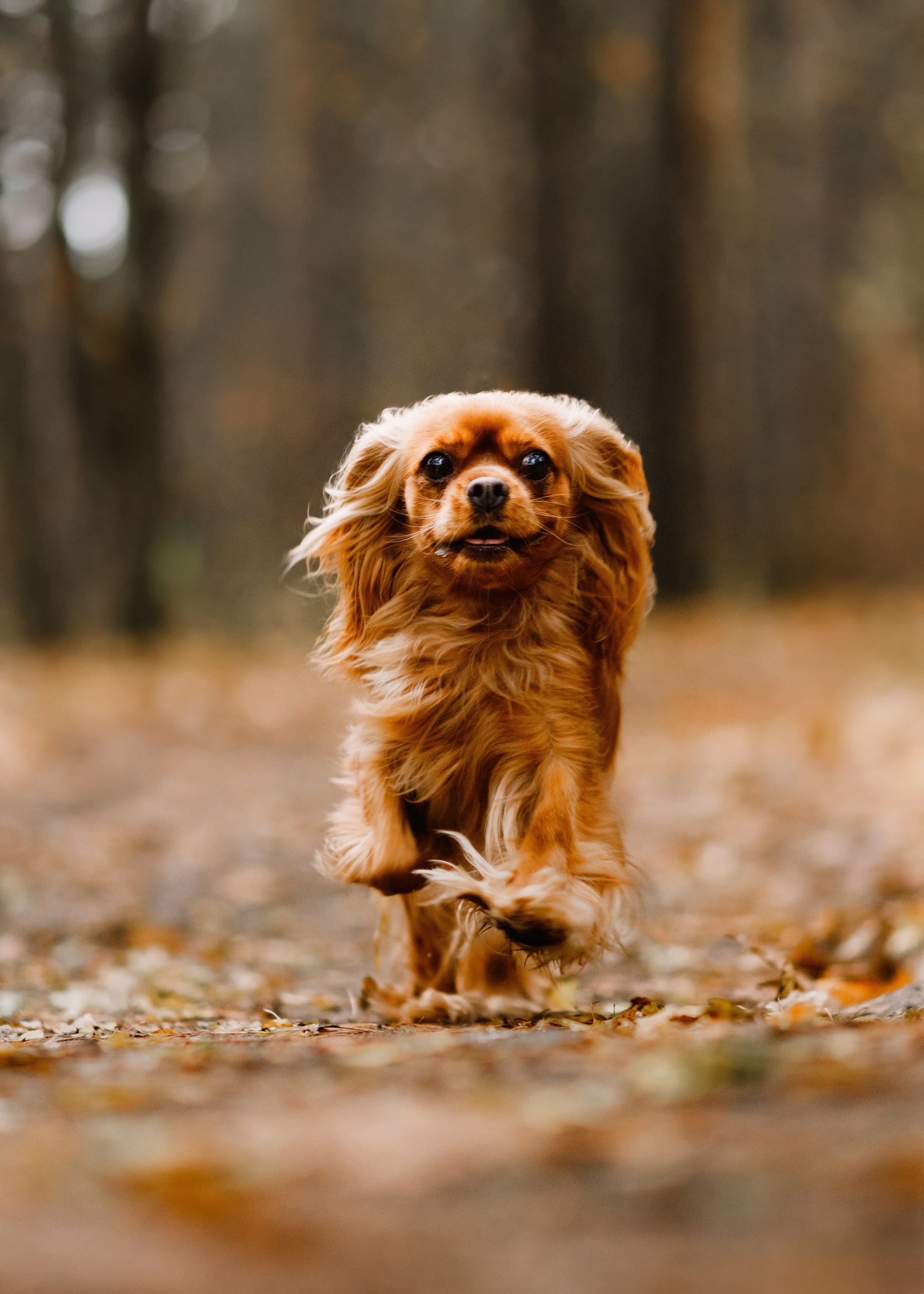 Dog shows | the best ones. Kaja | fotograf psów we Wrocławiu