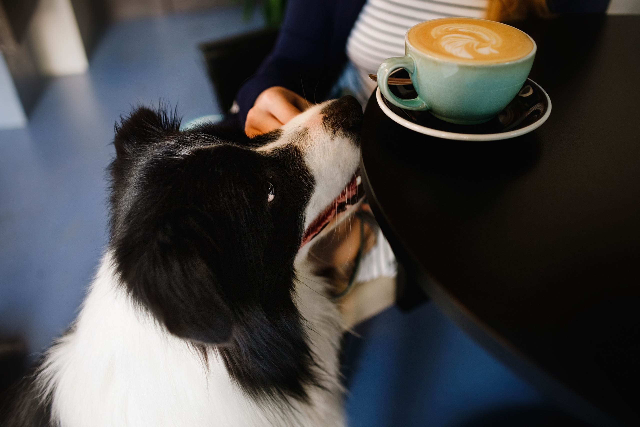 Evgenia & Richard. Kaja | fotograf we Wrocławiu | ludzie i psy