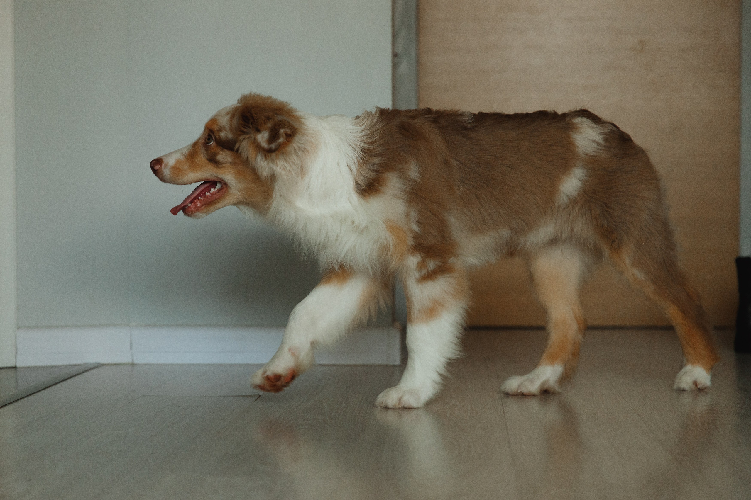 Fotografia psów Wrocław. Kaja | fotograf we Wrocławiu | ludzie i psy