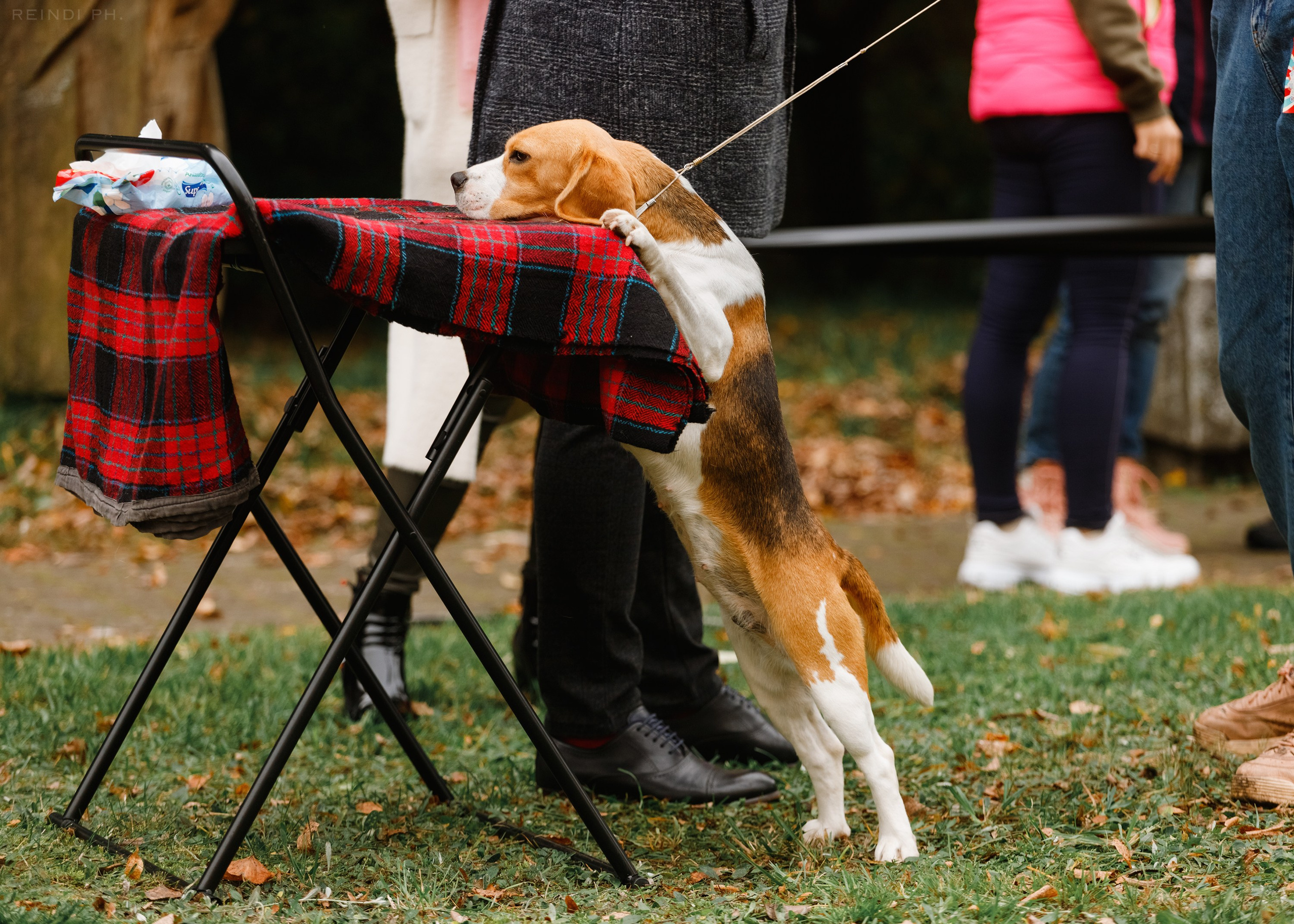 «Argus» dog show in Brest. Kaja | fotograf we Wrocławiu | ludzie i psy