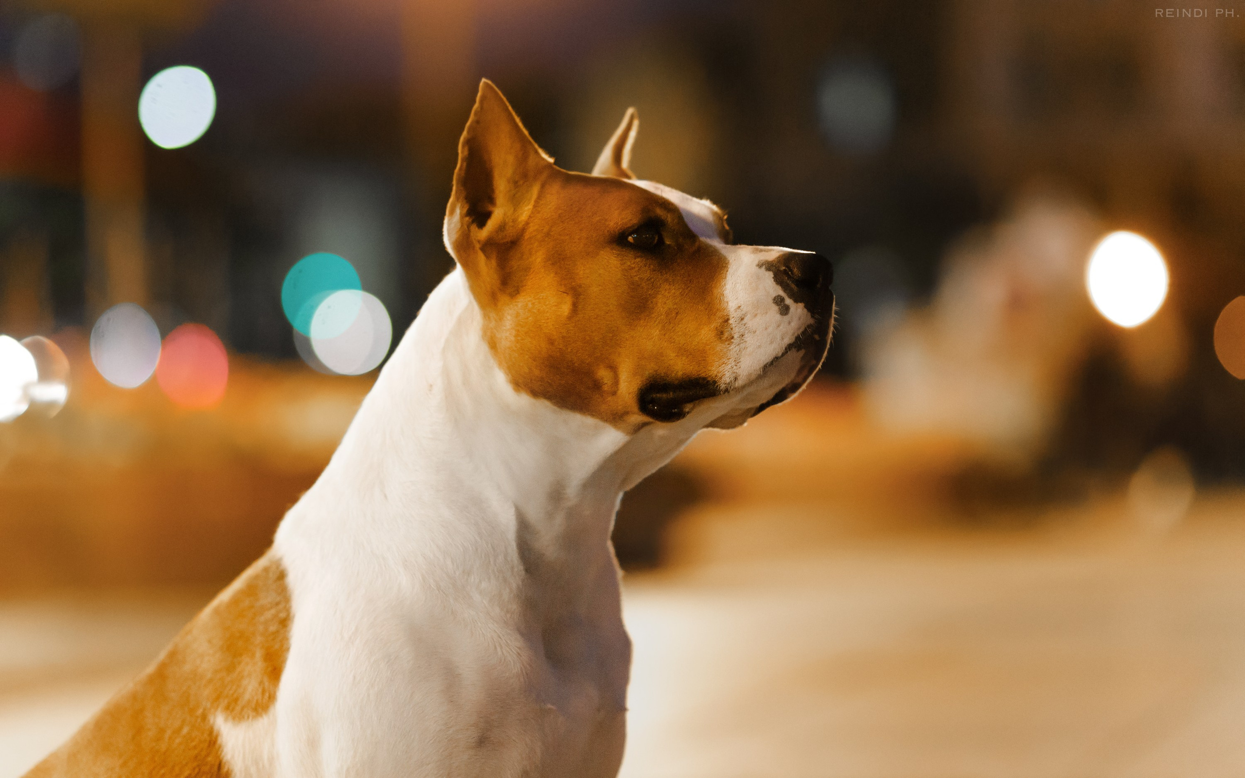 Yura & Maggie. Kaja | fotograf we Wrocławiu | ludzie i psy