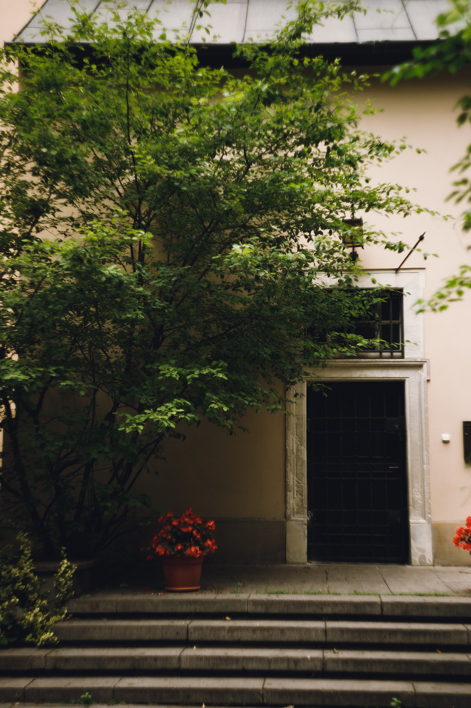 Krakow. Kaja | fotograf psów we Wrocławiu