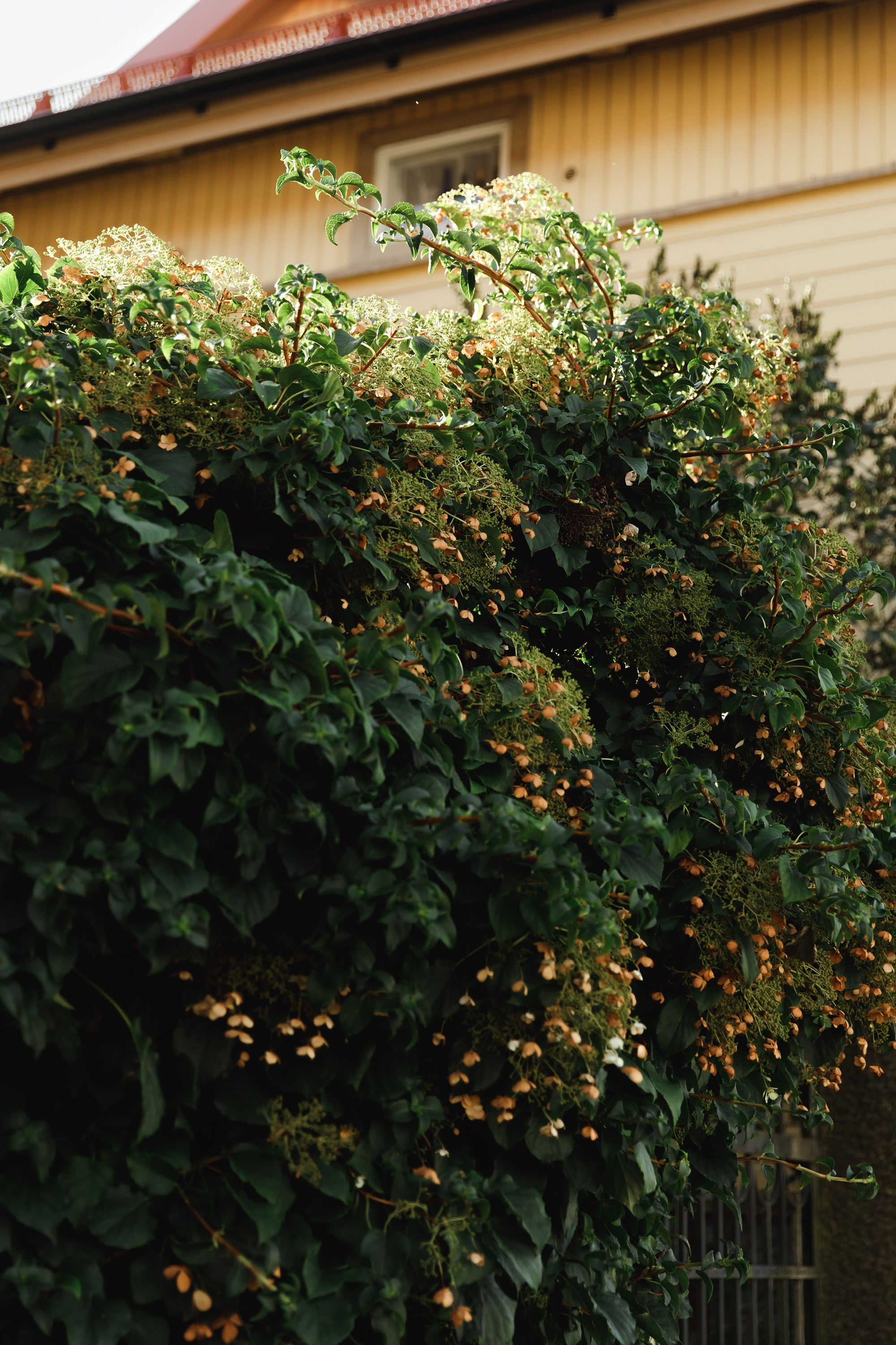 Turku. Kaja | fotograf psów we Wrocławiu