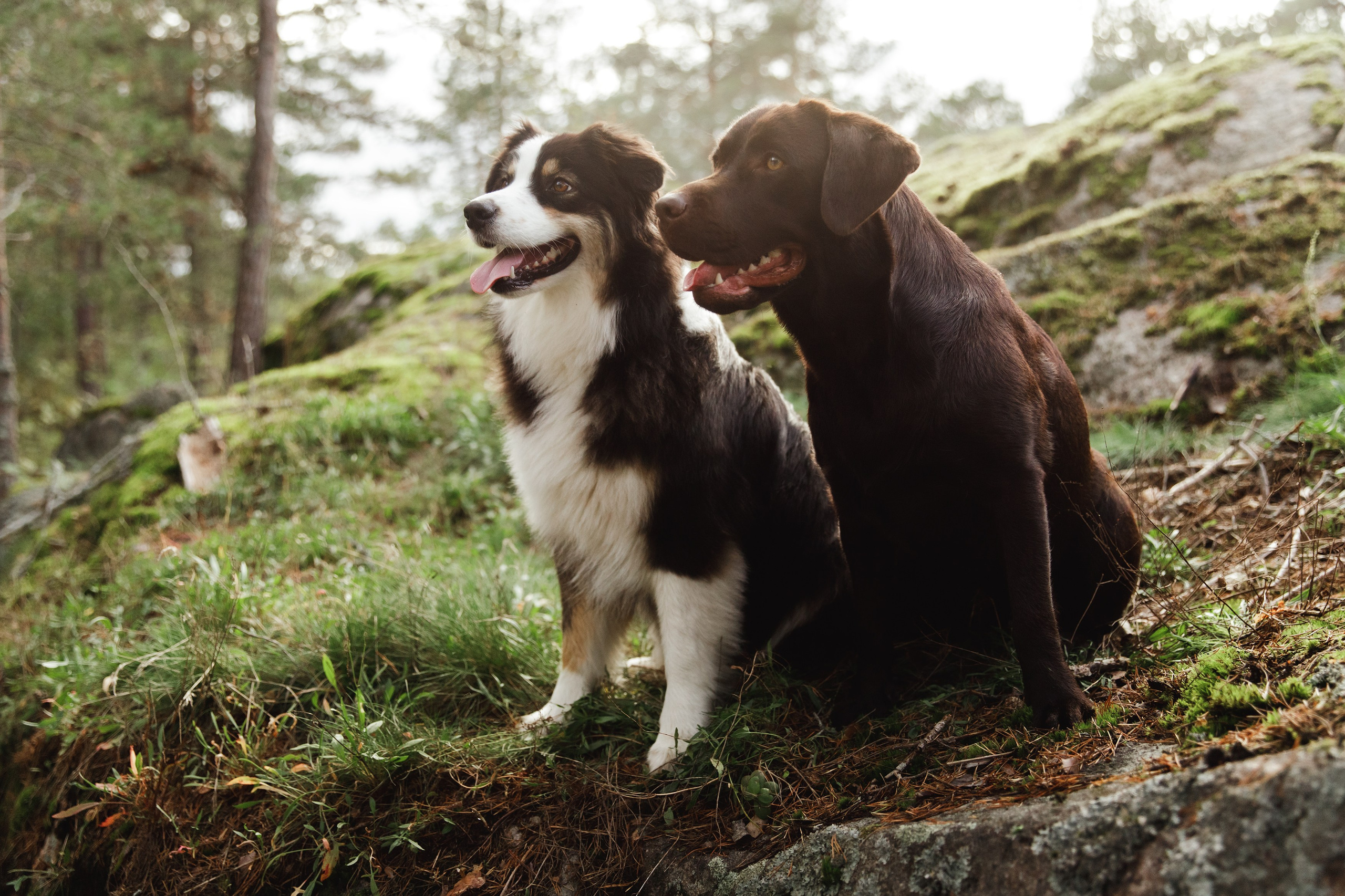Finnish mossy hills. Kaja | fotograf psów we Wrocławiu