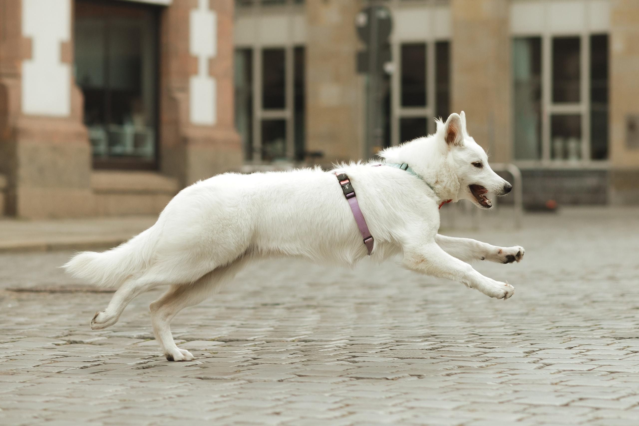 Astra in Leipzig. Kaja | fotograf we Wrocławiu | ludzie i psy