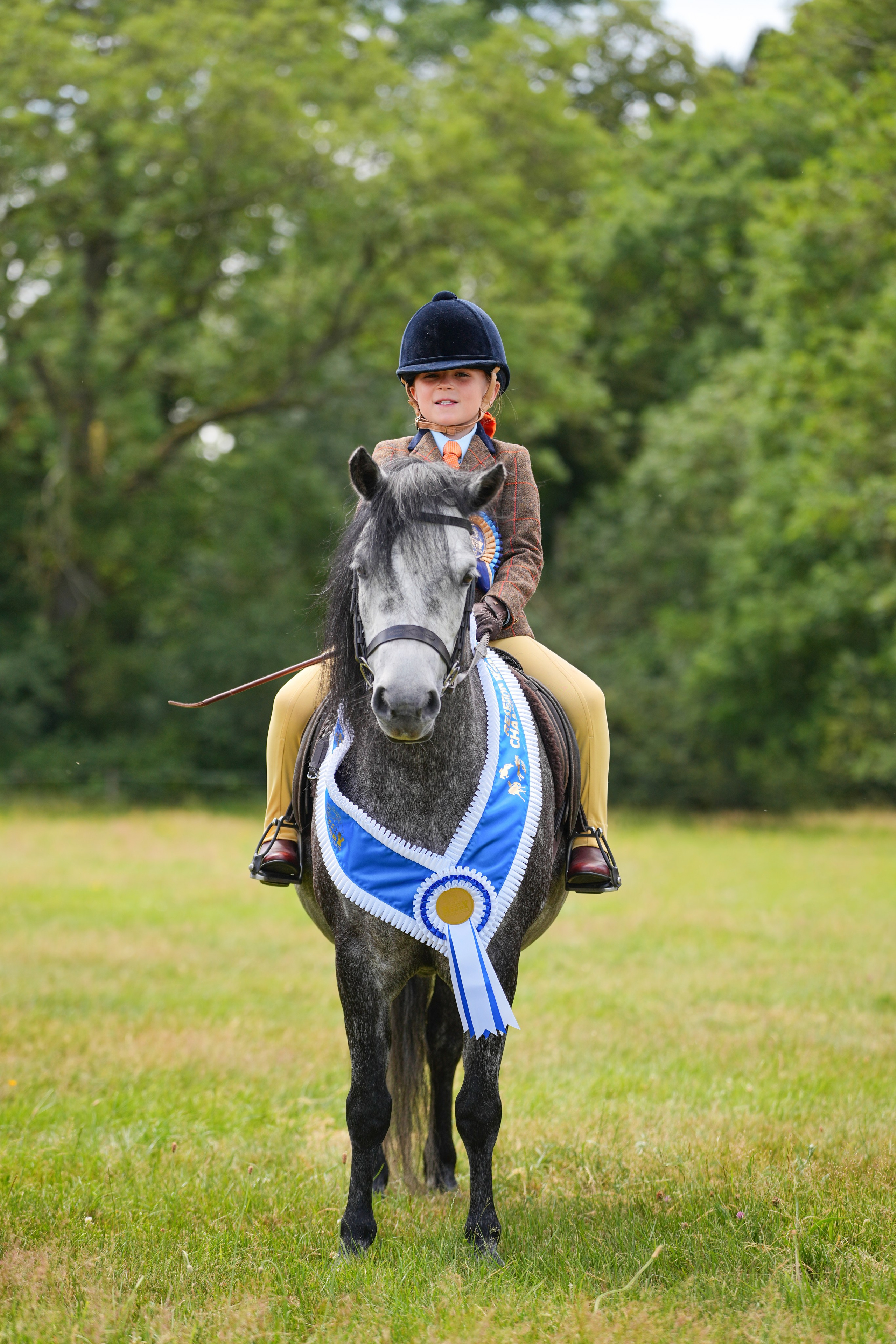 Showing. Leicestershire Equine Photography by El | Authentic Equine Portraits & Events
