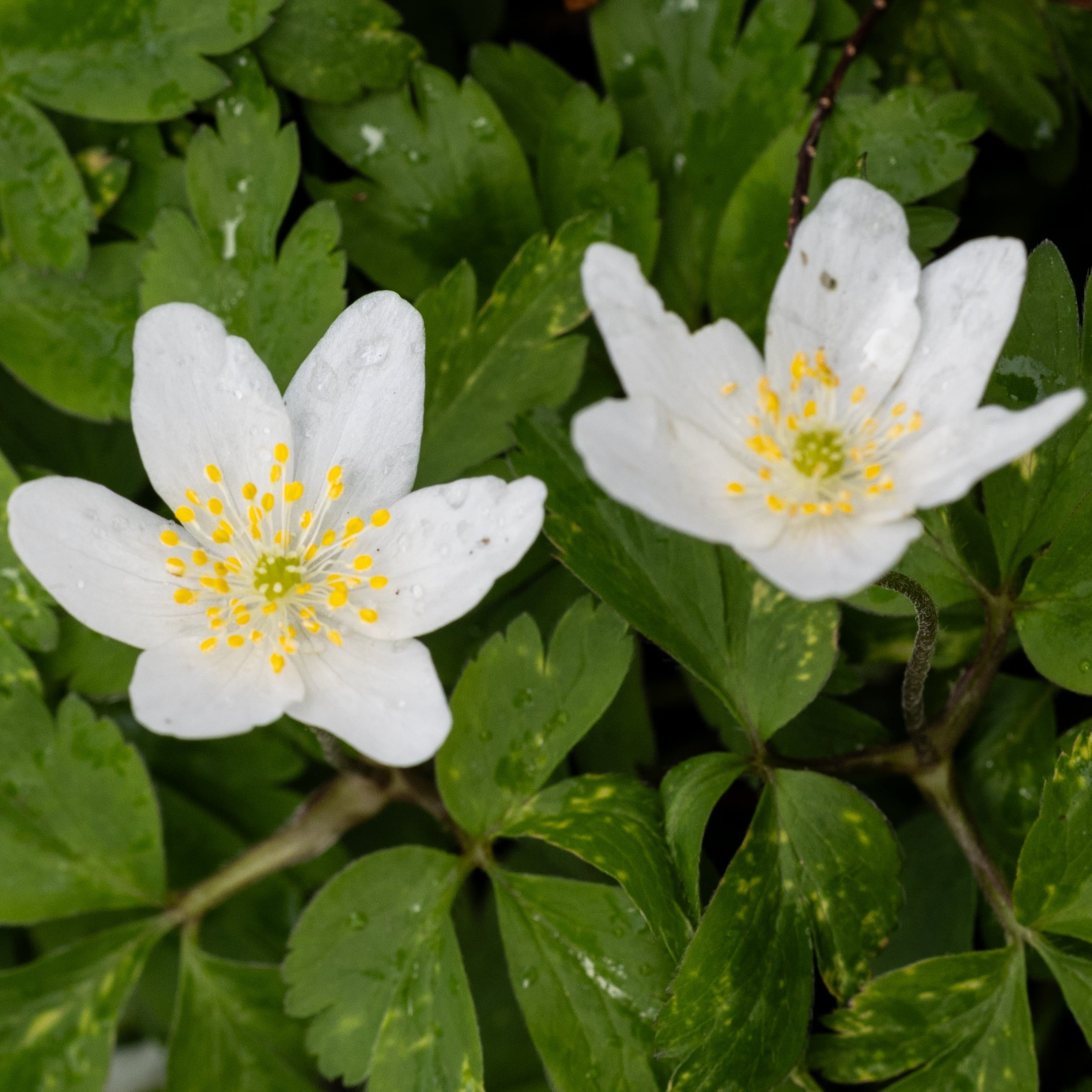 Forår. Fotograf Aarhus | Portrætfoto Århus | Flotte billeder