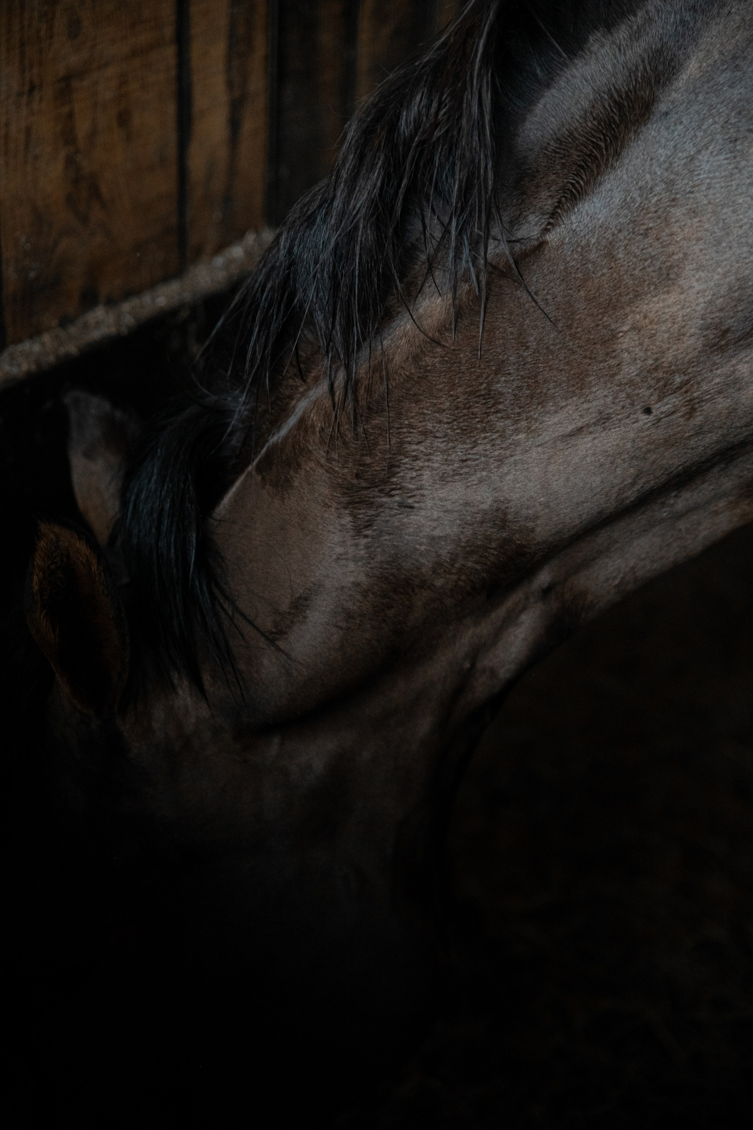 HORSES. Anastasiia Antoniuk portrait, family and couple photographer, Portugal