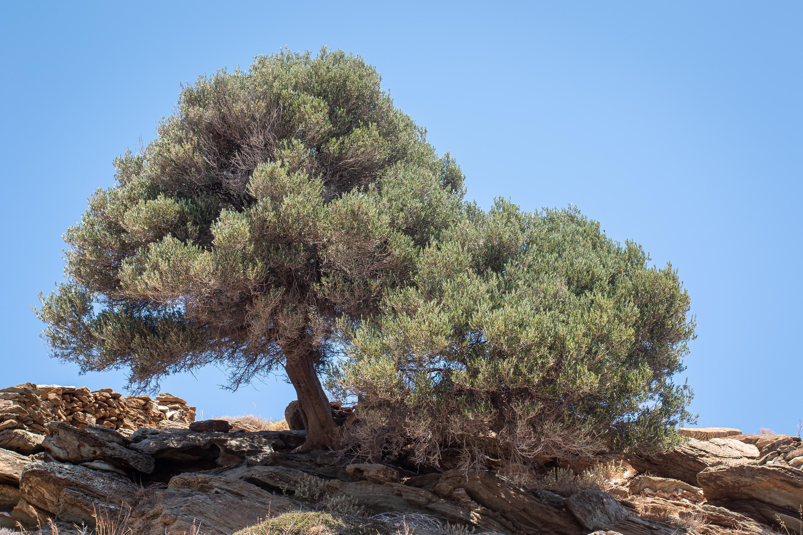 Kea Island. Family Photographer in Greece