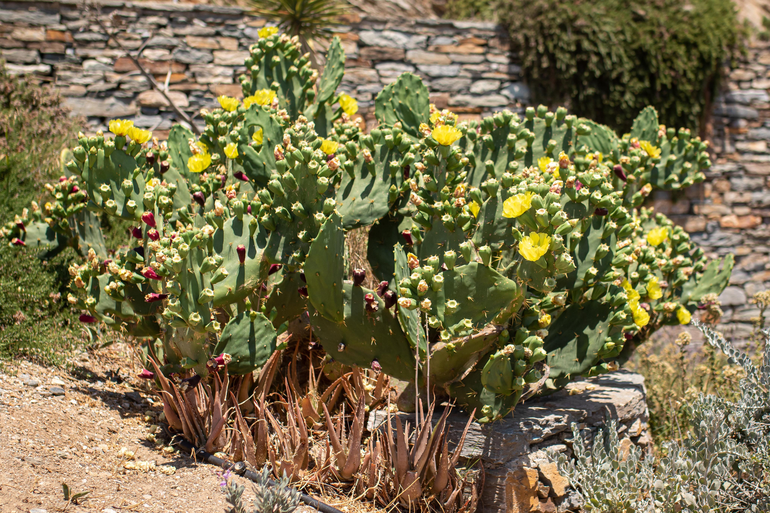 Kea Island. Family Photographer in Greece