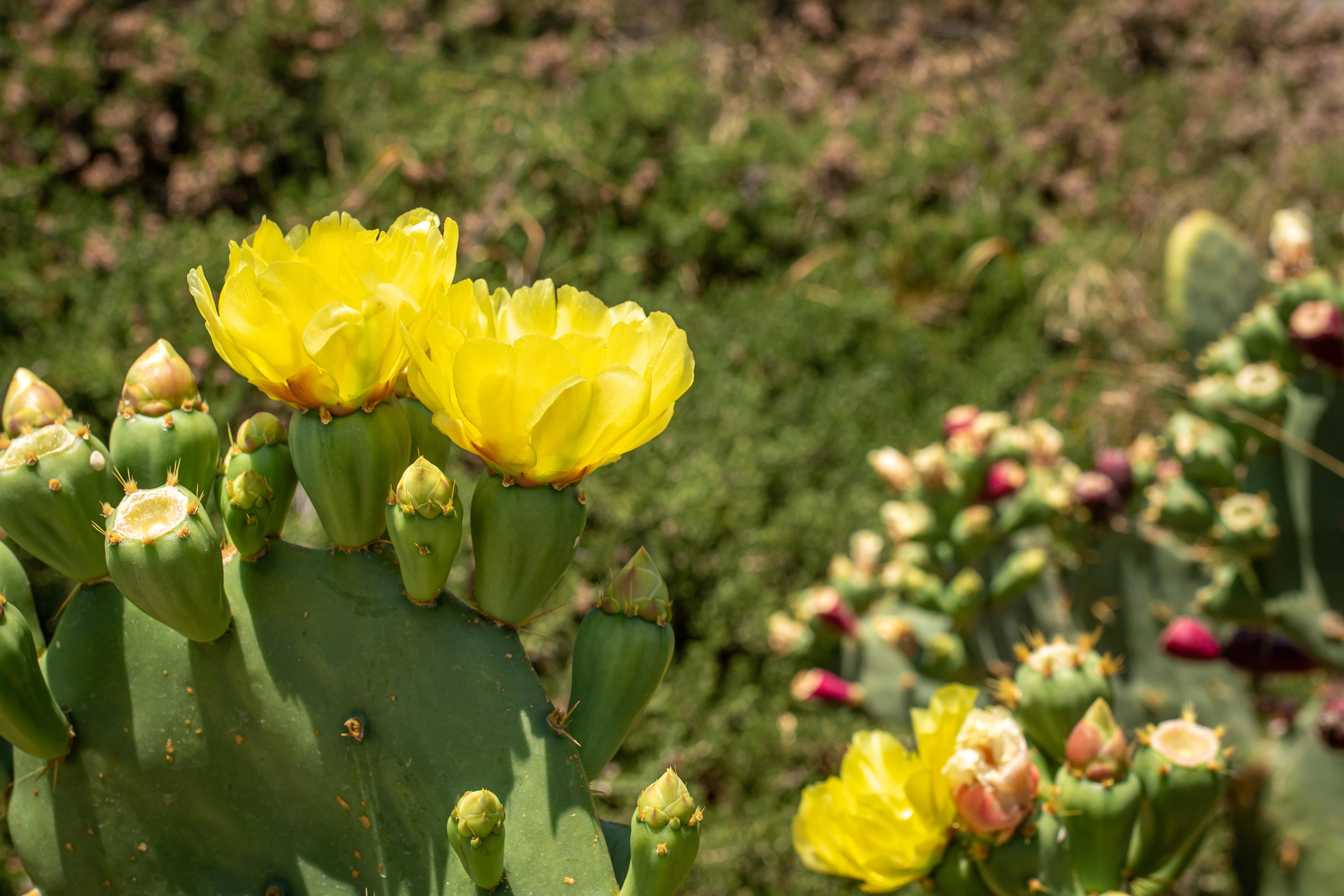 Kea Island. Family Photographer in Greece