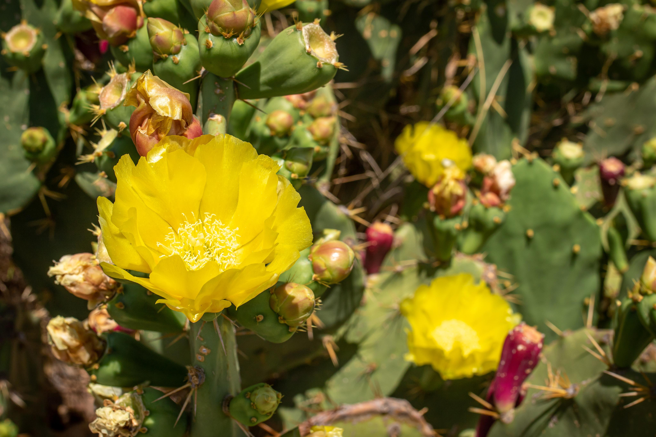 Kea Island. Family Photographer in Greece