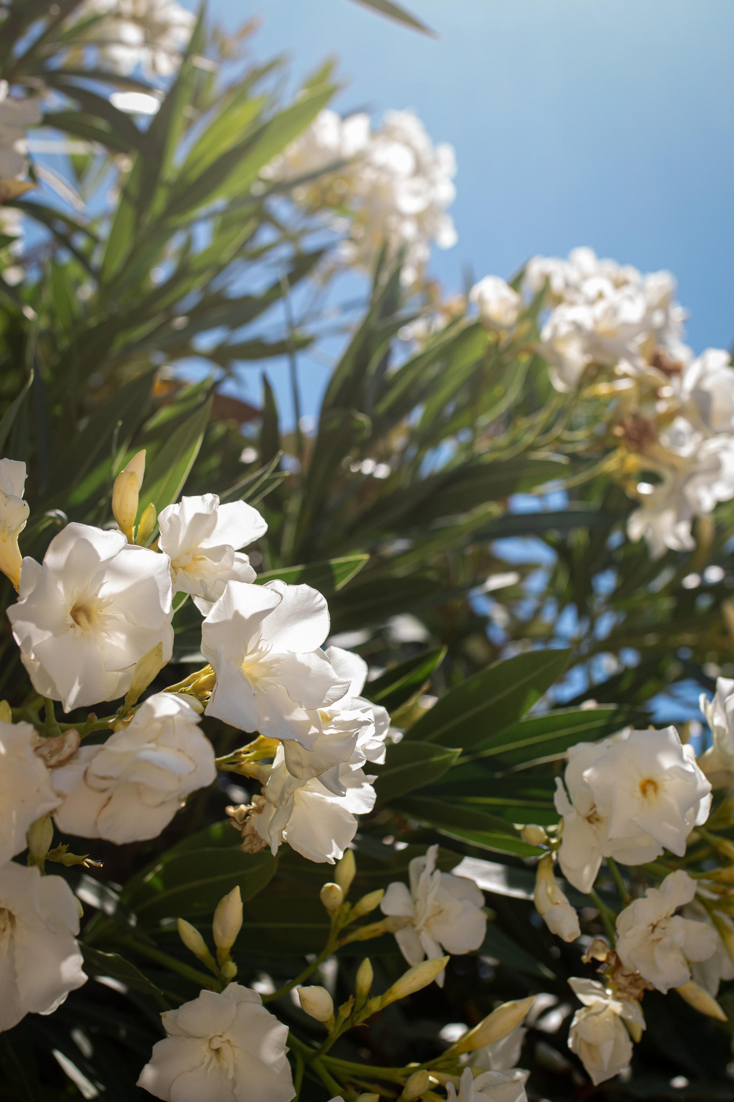 Kea Island. Family Photographer in Greece