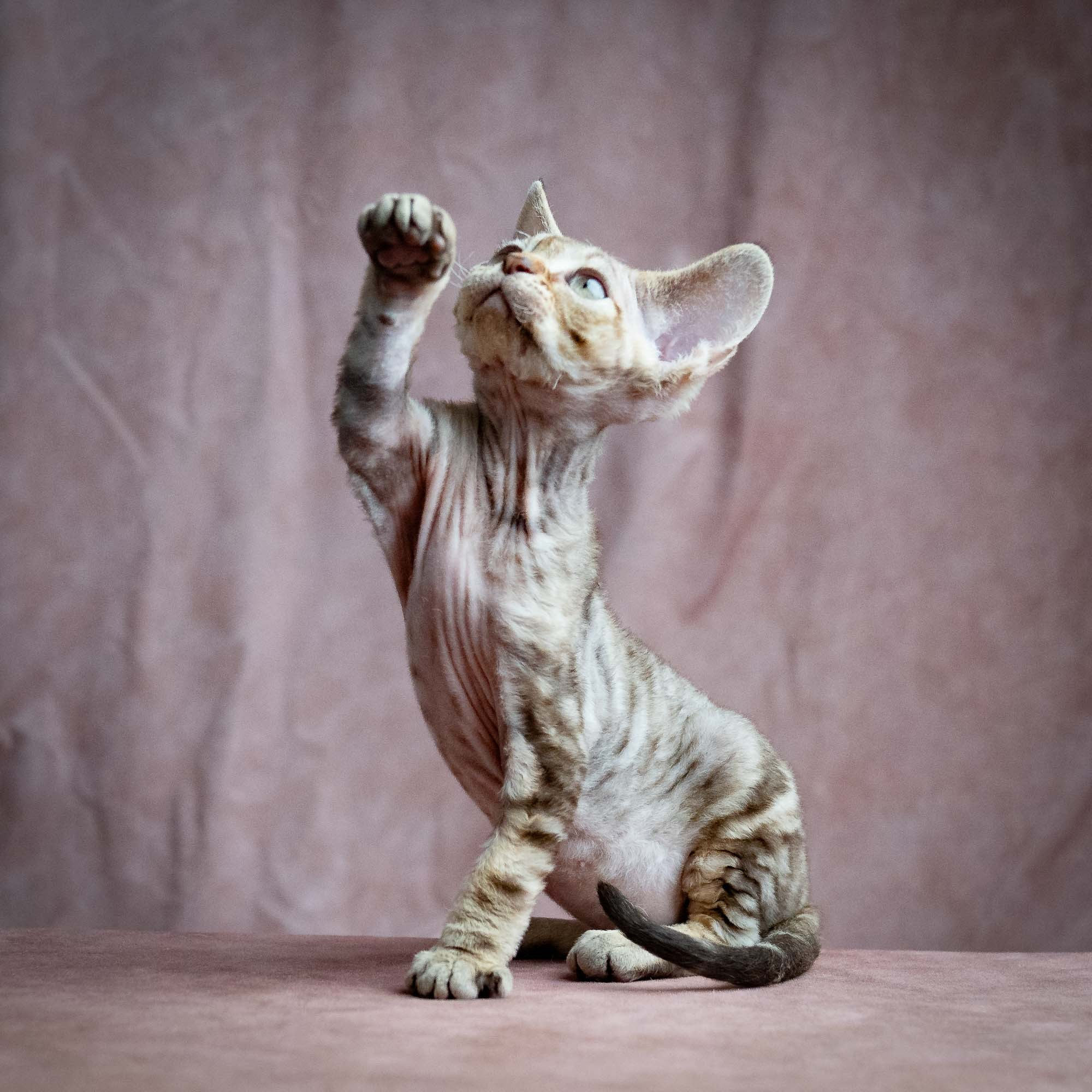 Sirius, boy, born 05.15.26. Devon Rex Pixie Cattery
