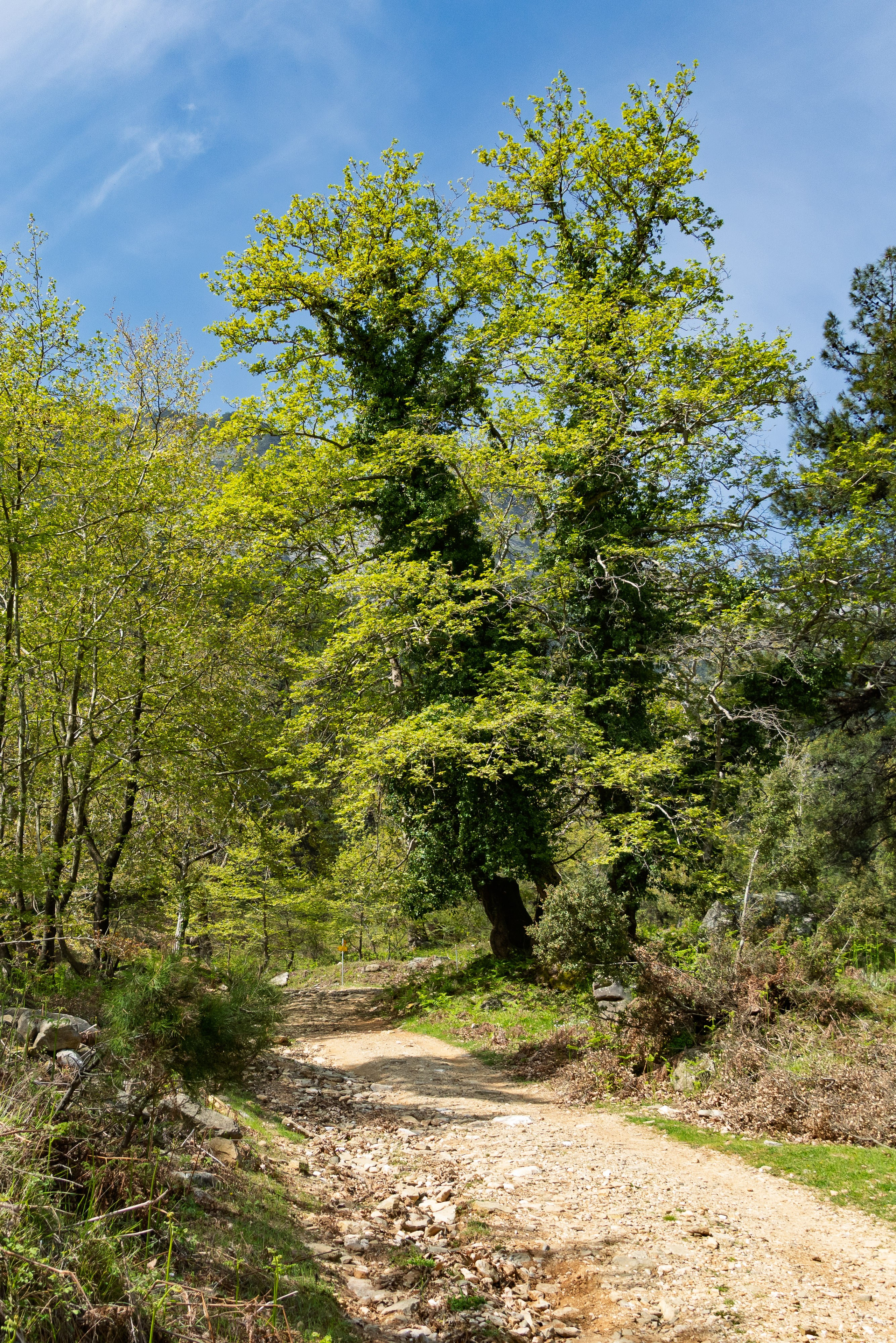 Thasos 2025. Fotografiideplacere.net