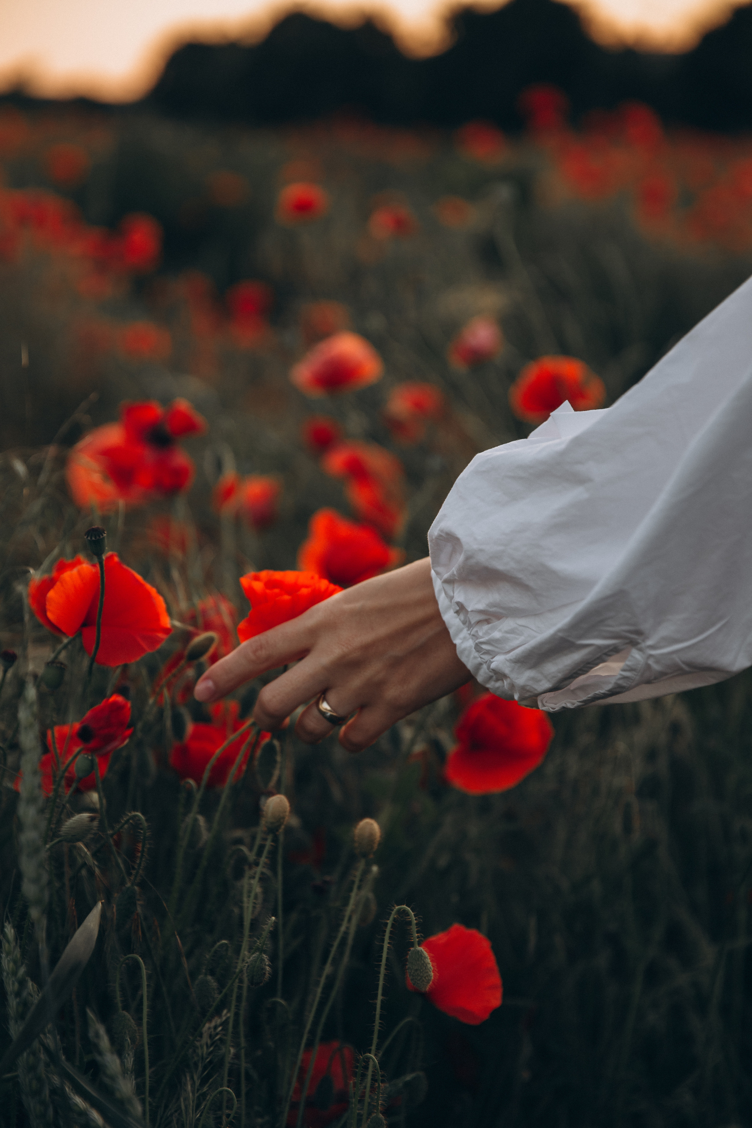 Poppy field. Family Photographer in Prague Nigina Fattakh