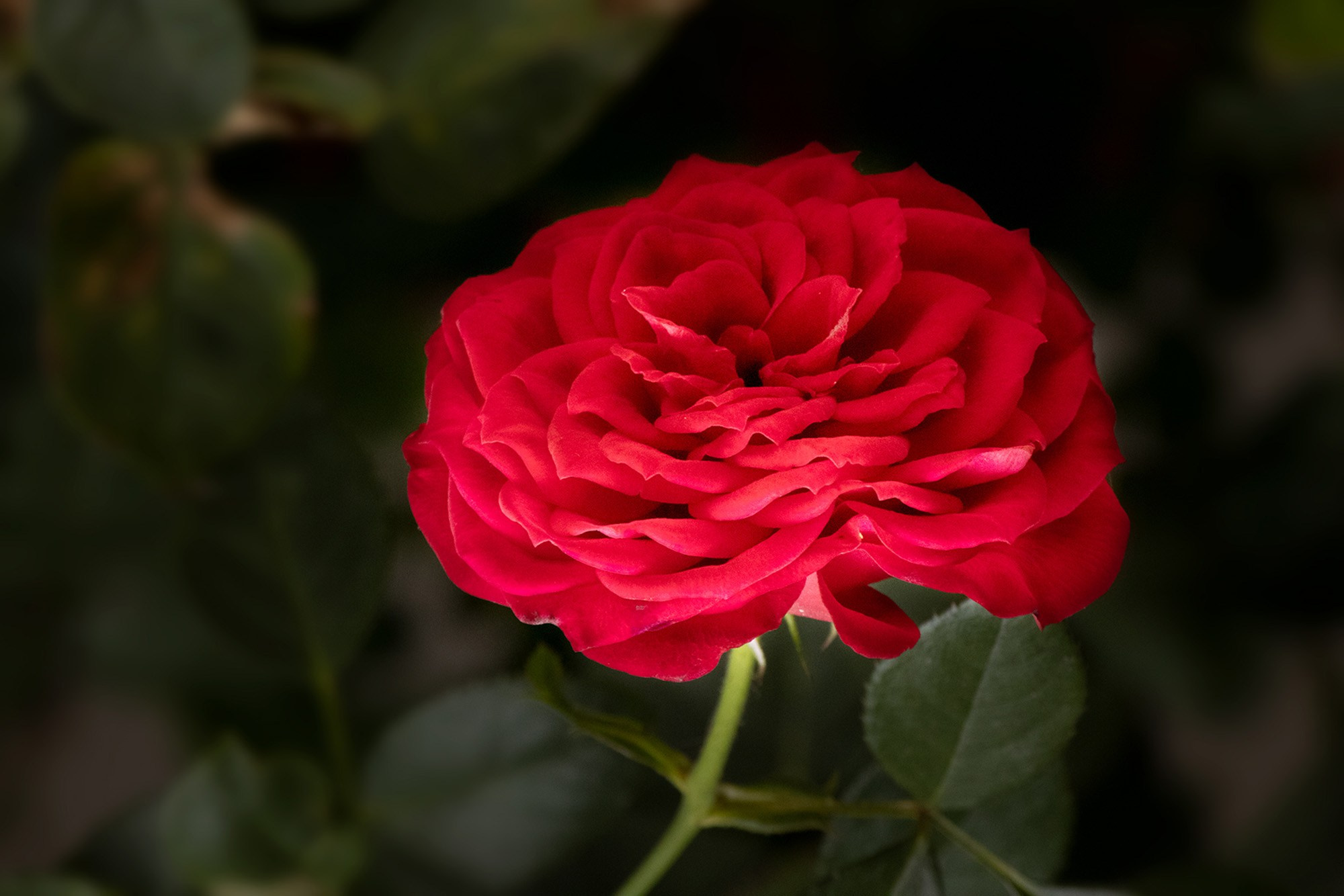 Animales y Naturaleza. Marisol Murillo Fotógrafa profesional en Chimalhuacán, Edo. de México
