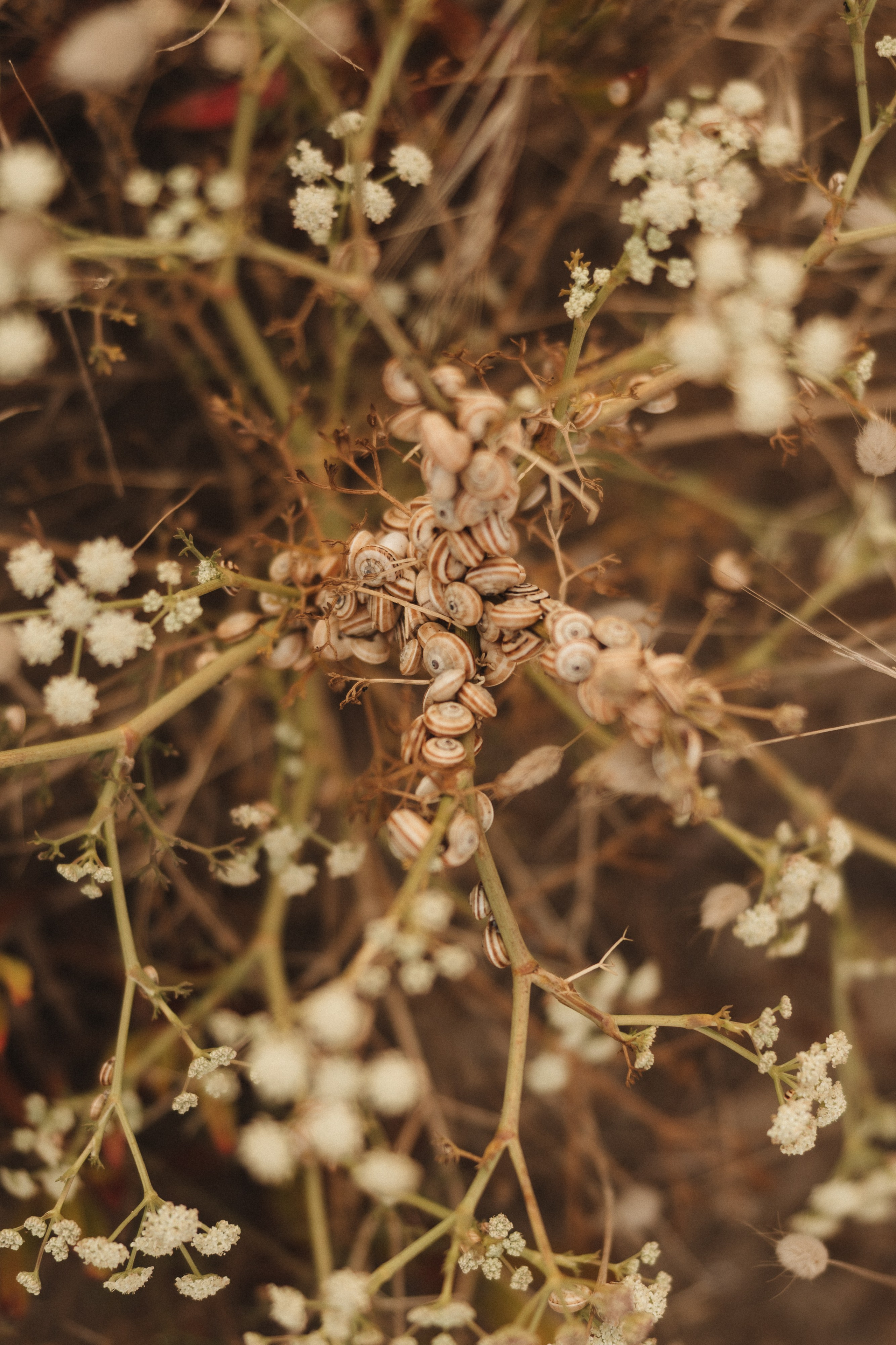 Sara e Fábio. Photographe de mariage et de famille à Braga — Alexandra Mieres Photography