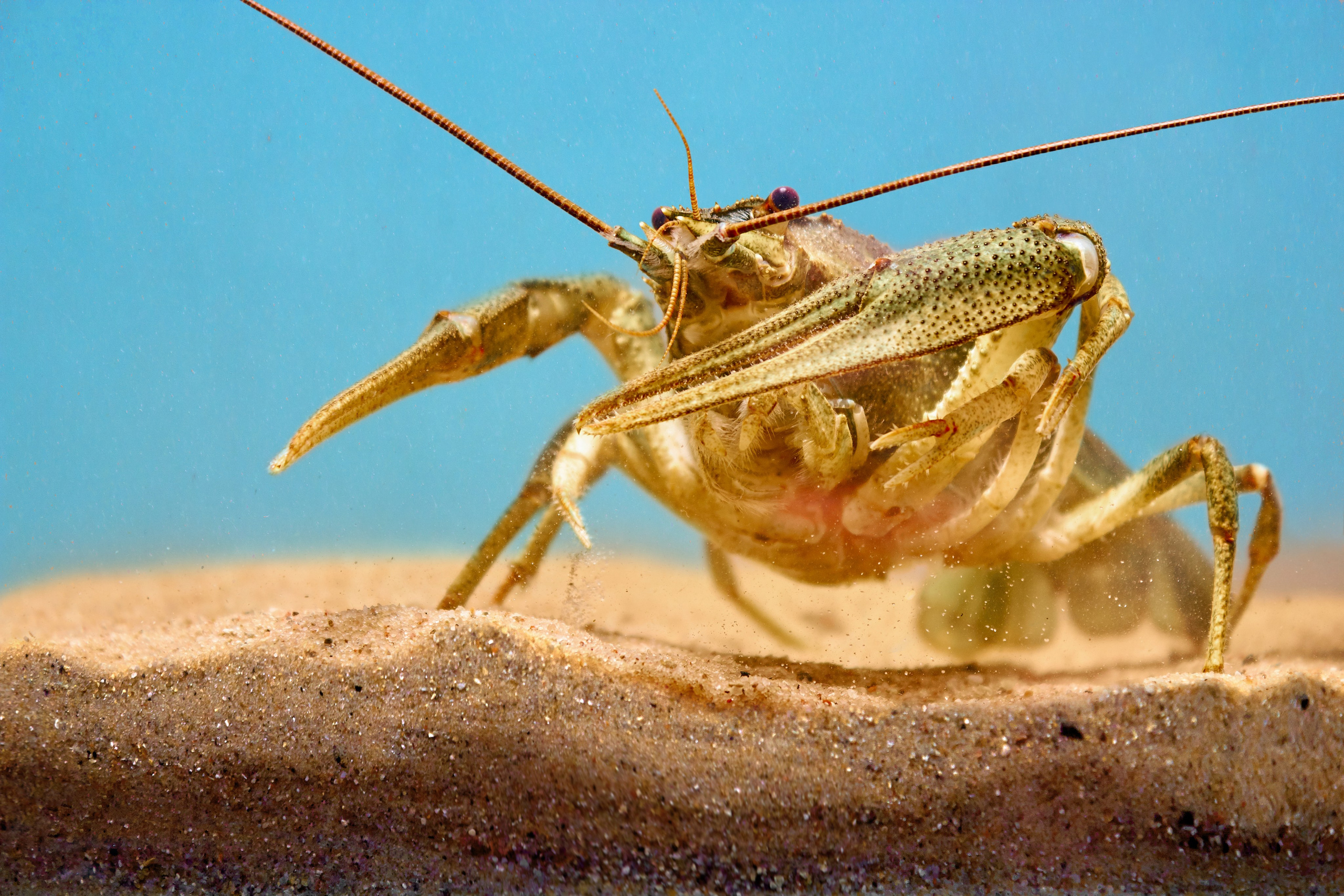 Предметная фотография. Фотограф Илона Иванова, Кондрашин студия, Рига