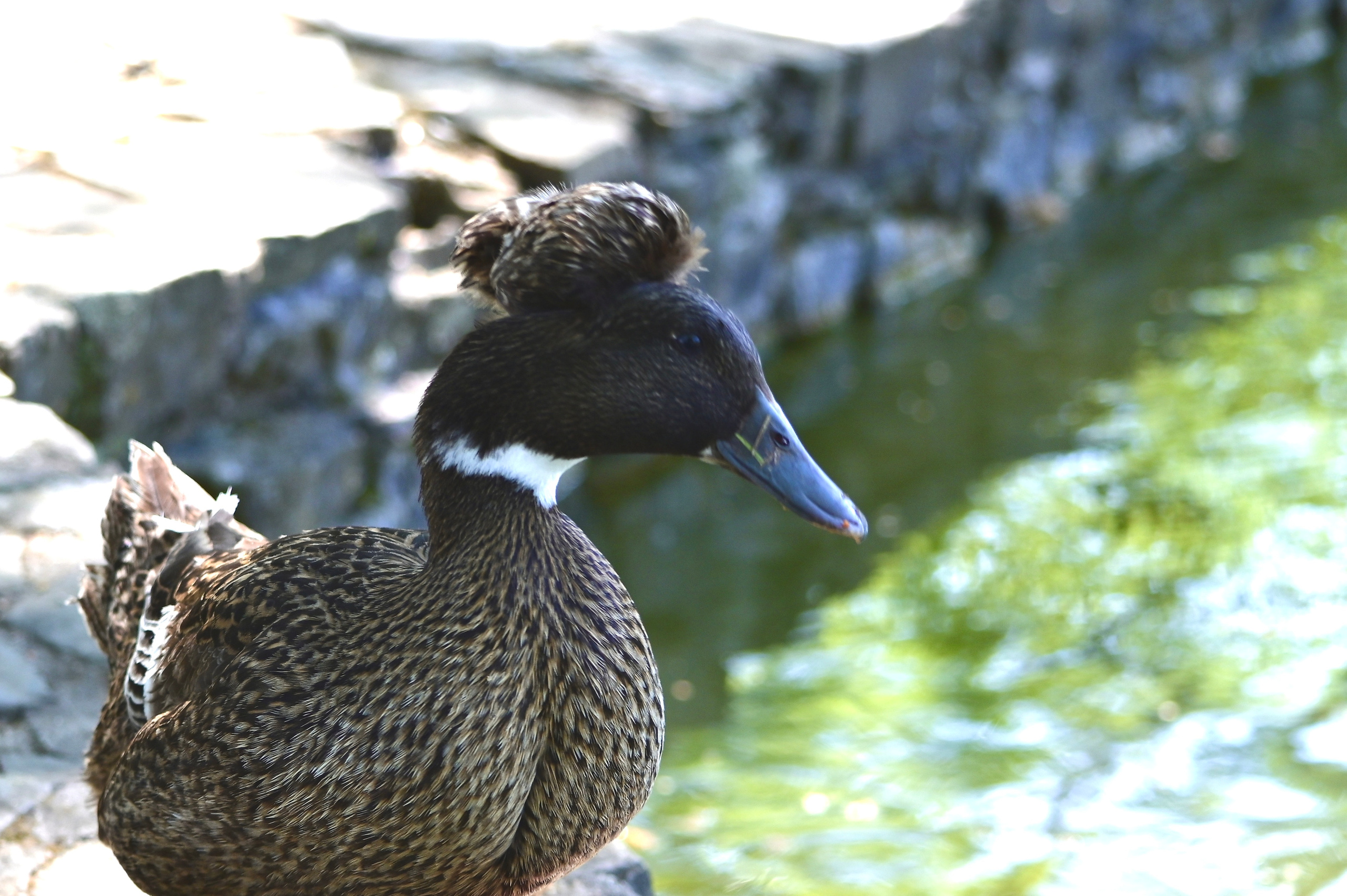 Nature Luxembourg. Милок и Кирок это позитивные и реальные персоны из Люксембурга, много