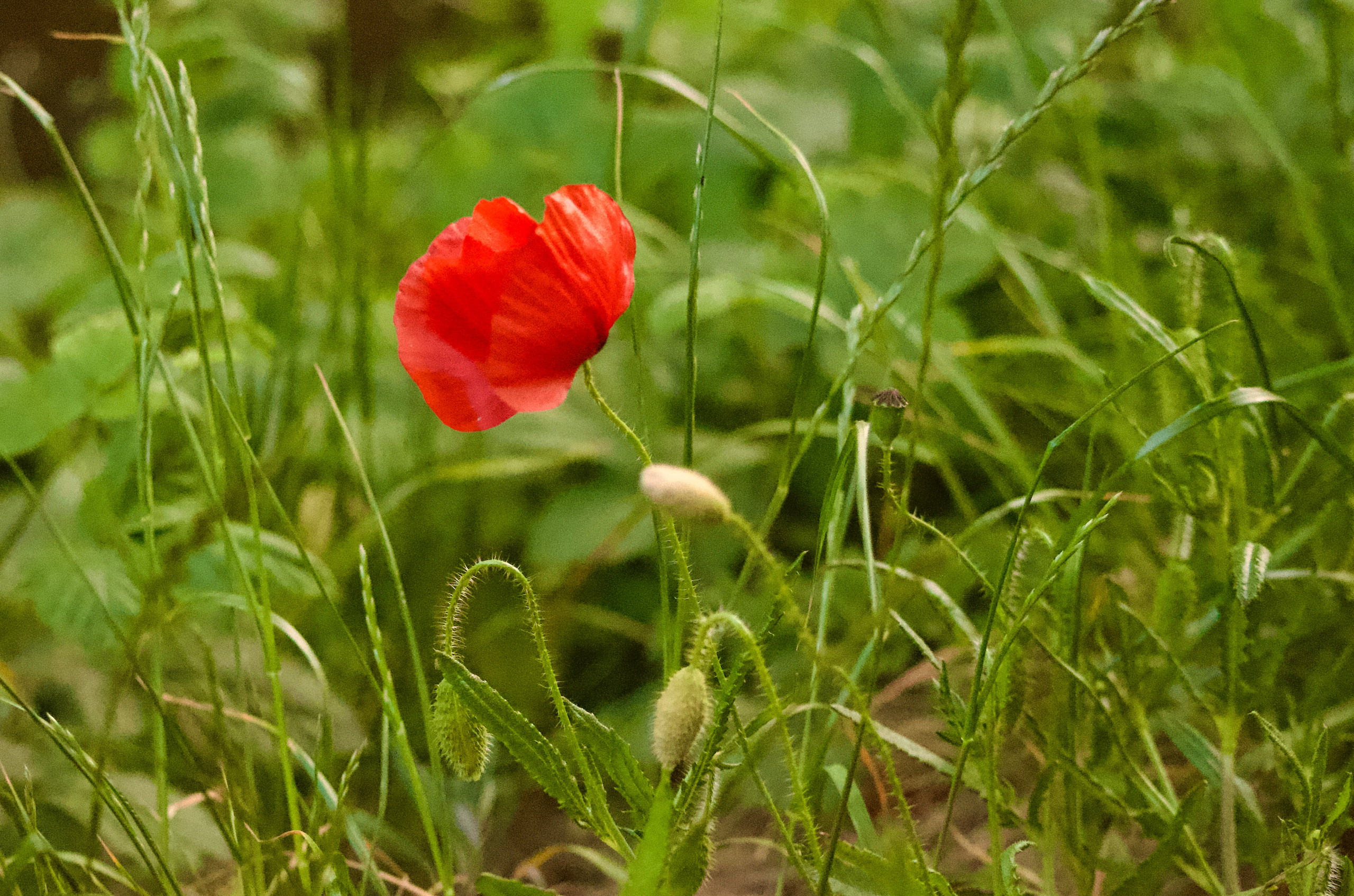 Nature Luxembourg. Милок и Кирок это позитивные и реальные персоны из Люксембурга, много