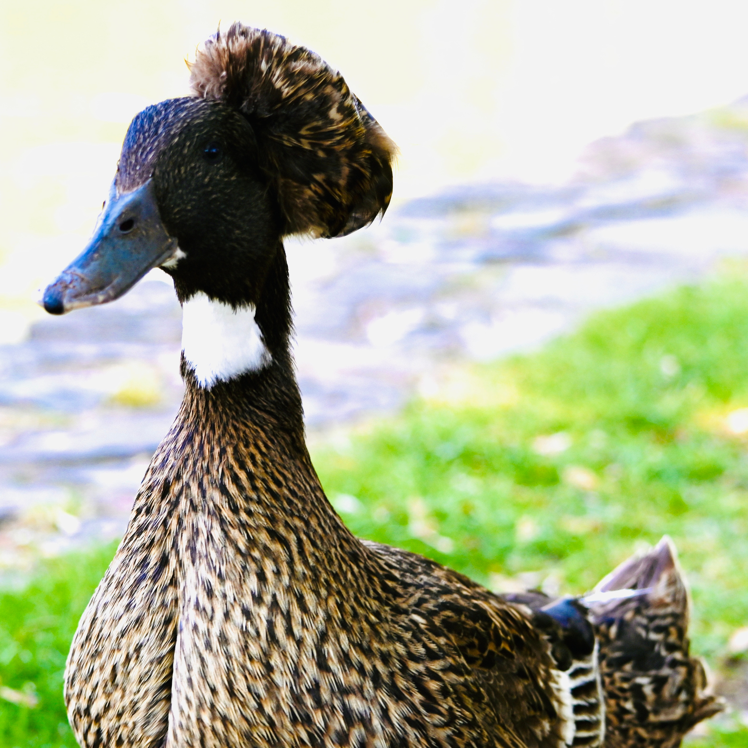 Nature Luxembourg. Милок и Кирок это позитивные и реальные персоны из Люксембурга, много