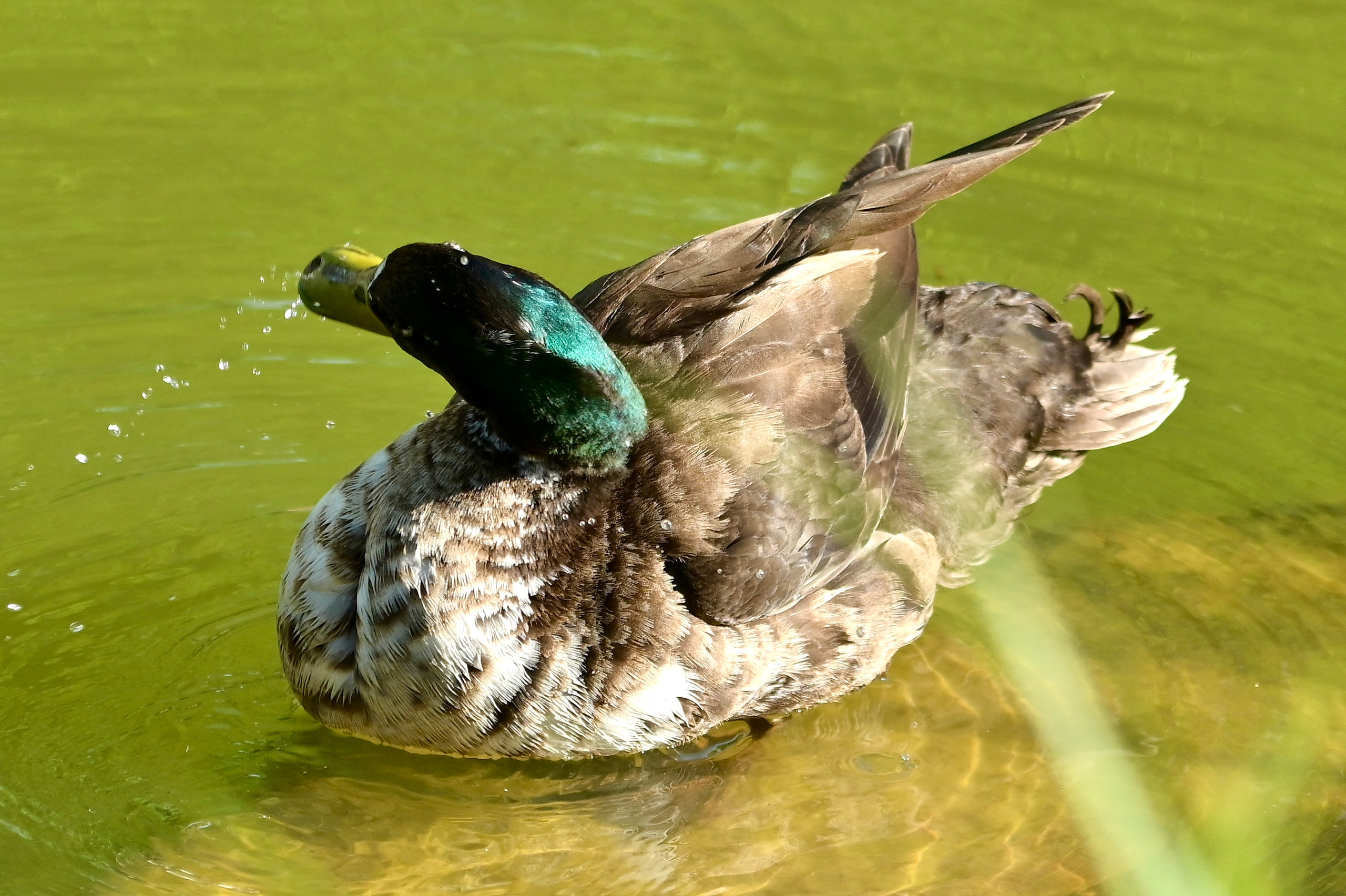Nature Luxembourg. Милок и Кирок это позитивные и реальные персоны из Люксембурга, много
