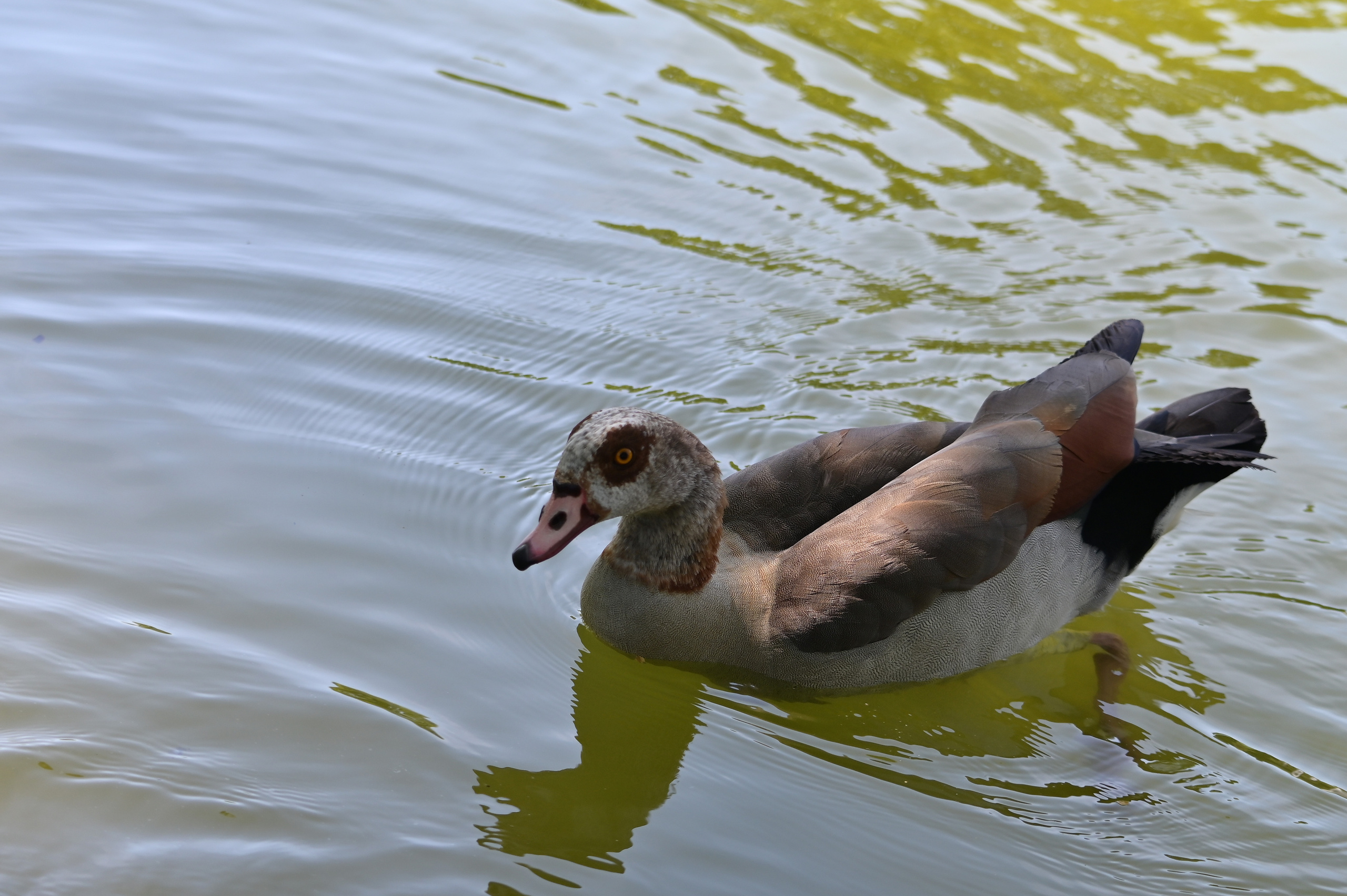 Nature Luxembourg. Милок и Кирок это позитивные и реальные персоны из Люксембурга, много