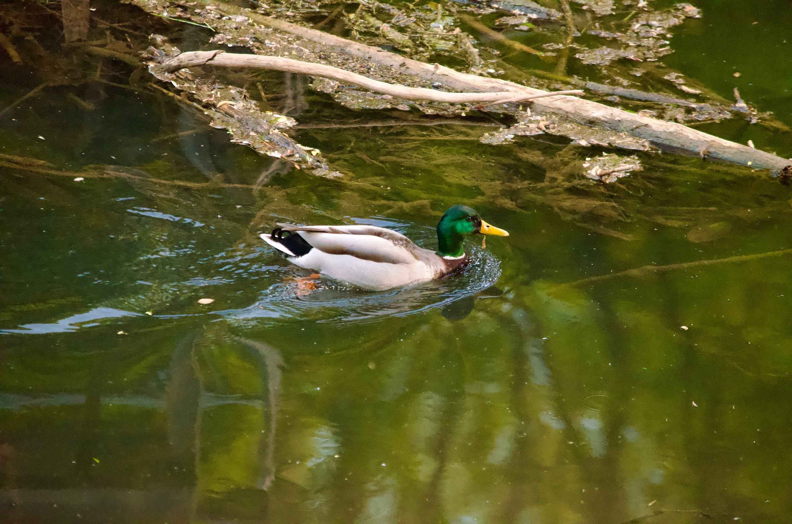Nature Luxembourg. Милок и Кирок это позитивные и реальные персоны из Люксембурга, много