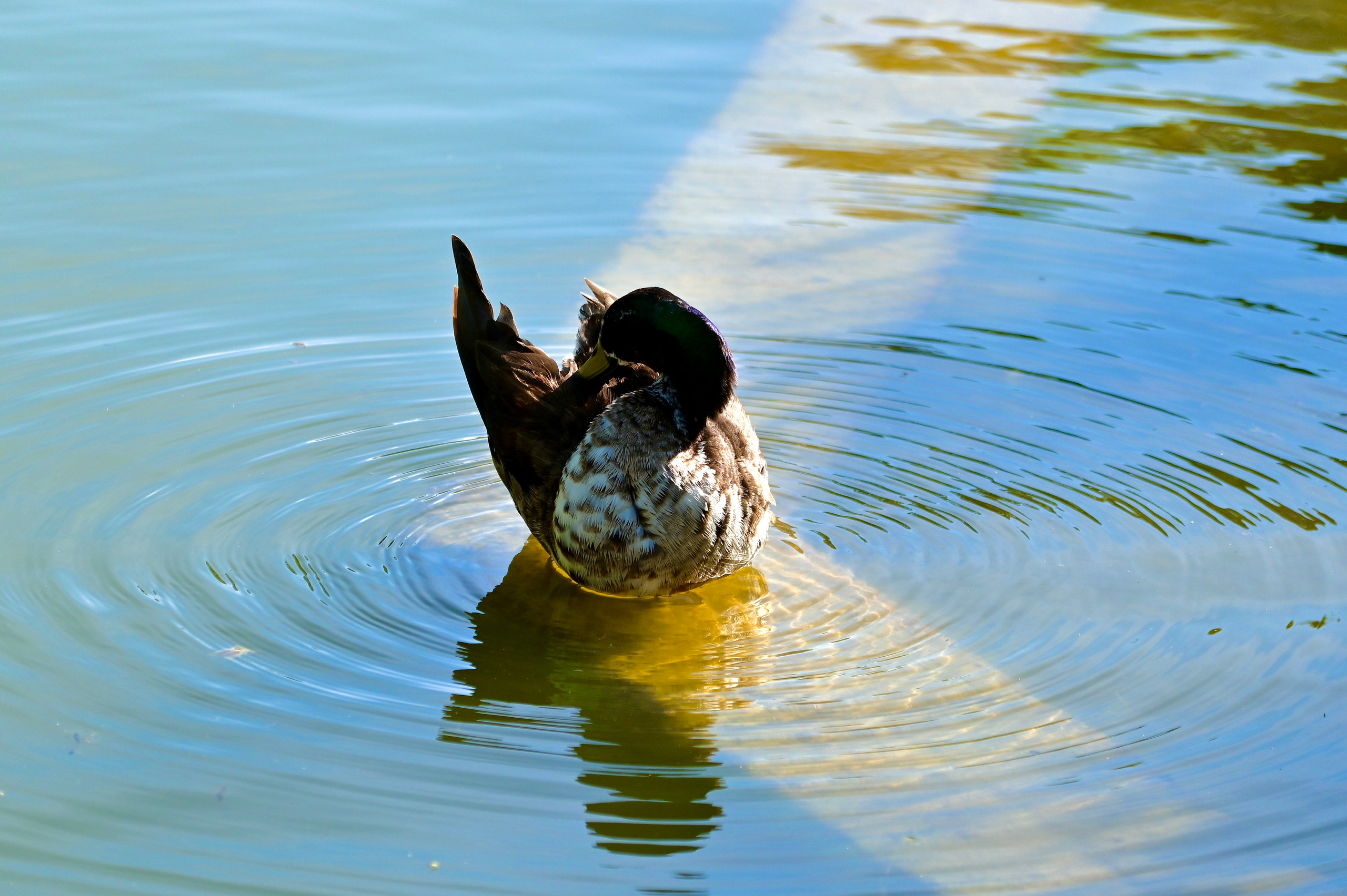 Nature Luxembourg. Милок и Кирок это позитивные и реальные персоны из Люксембурга, много