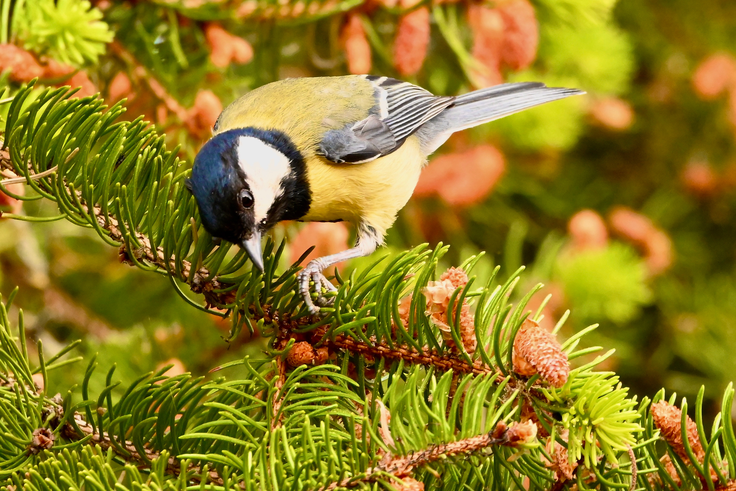 Nature Luxembourg. Милок и Кирок это позитивные и реальные персоны из Люксембурга, много