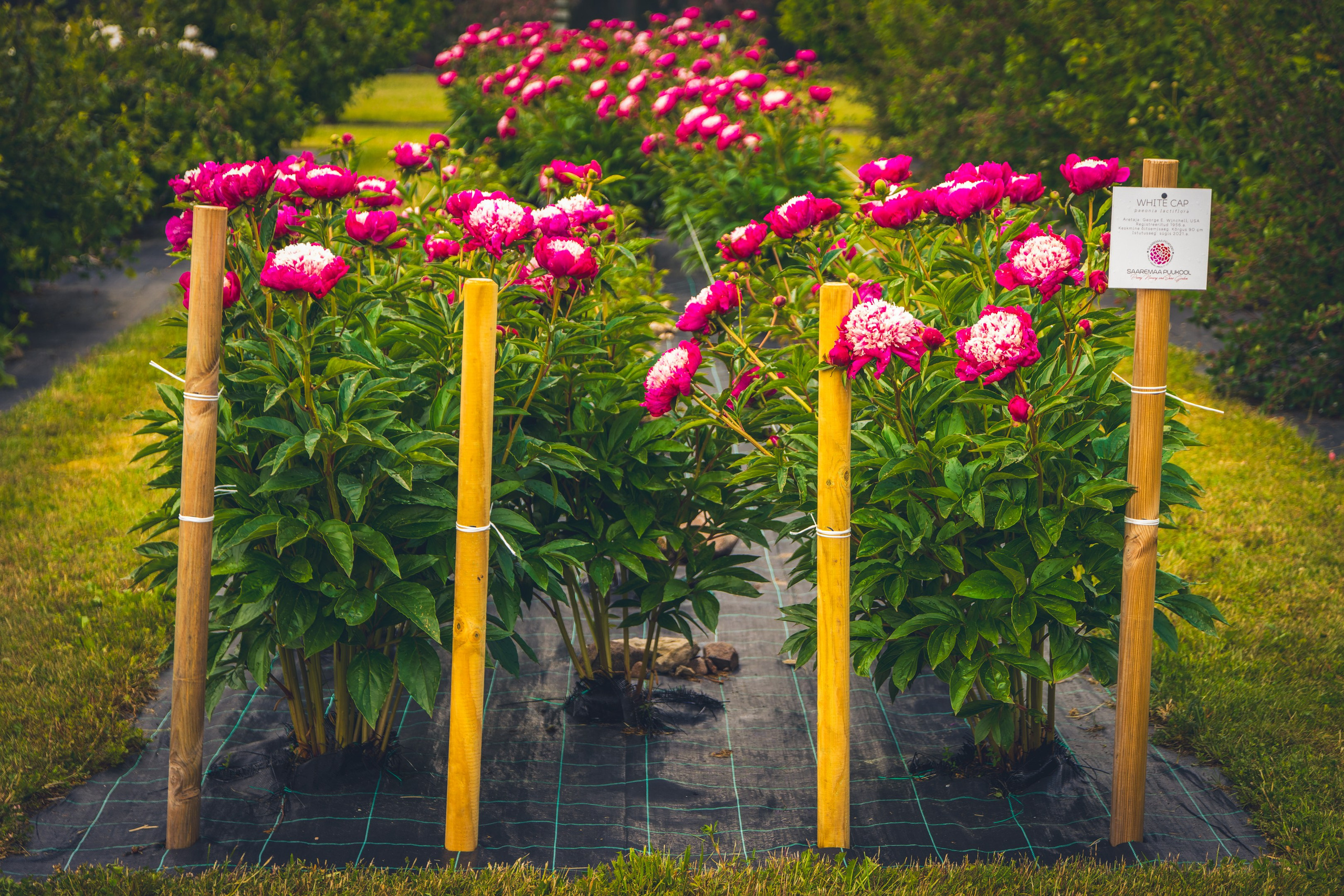 Saarema, reis. Nebula 25 — Fotod teie hingele