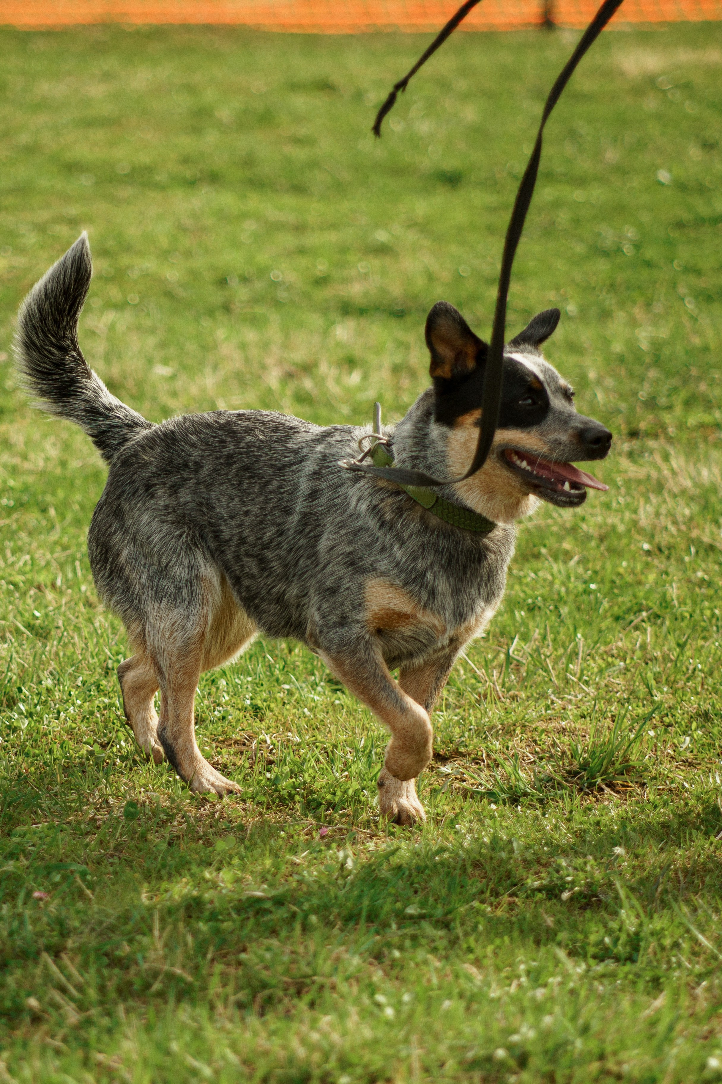 Herding Days, 26 apr. 2025. Kat Laisaar — Pet photographer in Tallinn