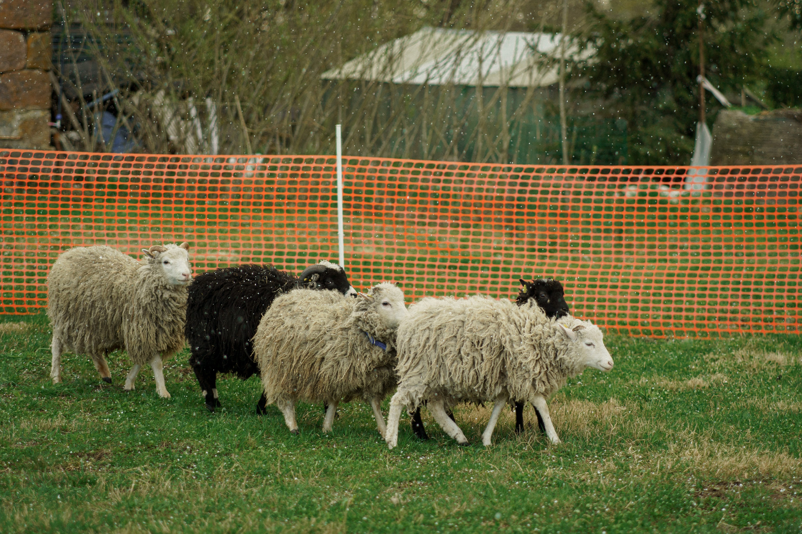 Herding Days, 26 apr. 2025. Kat Laisaar — Pet photographer in Tallinn