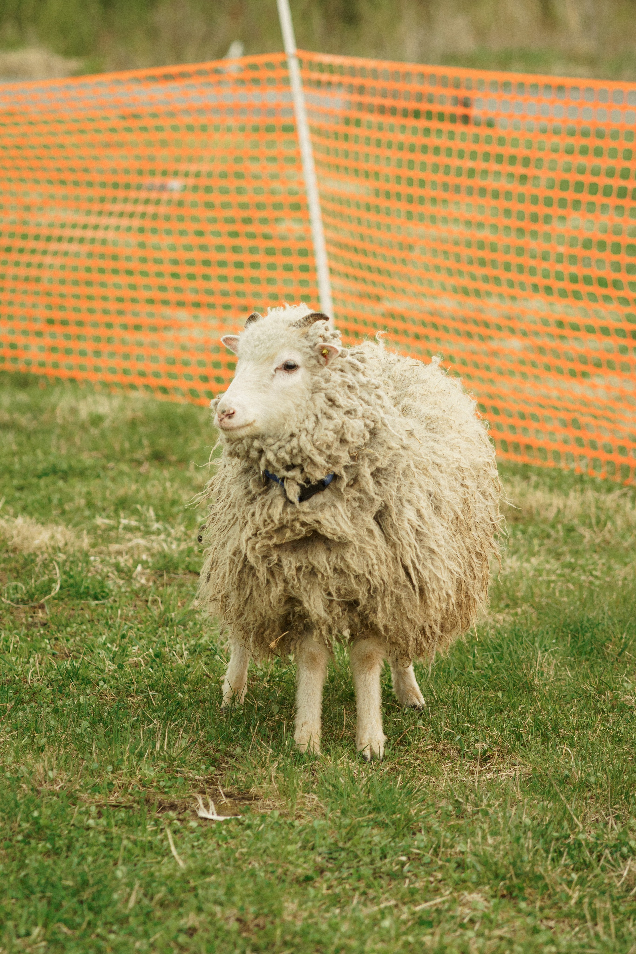 Herding Days, 26 apr. 2025. Kat Laisaar — Pet photographer in Tallinn