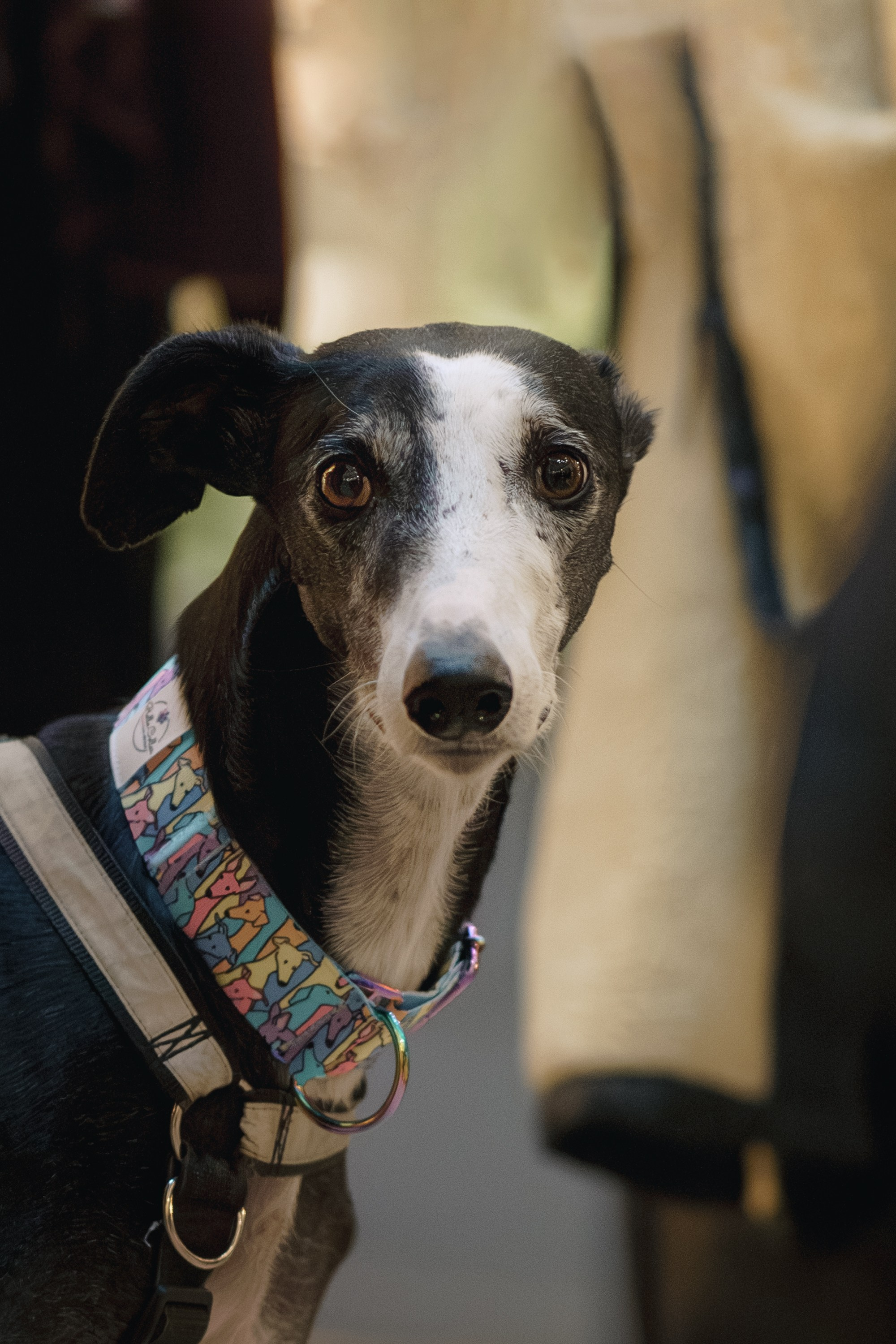 GalgoTreff / Solaris keskus 16 november. Kat Laisaar — Pet photographer in Tallinn