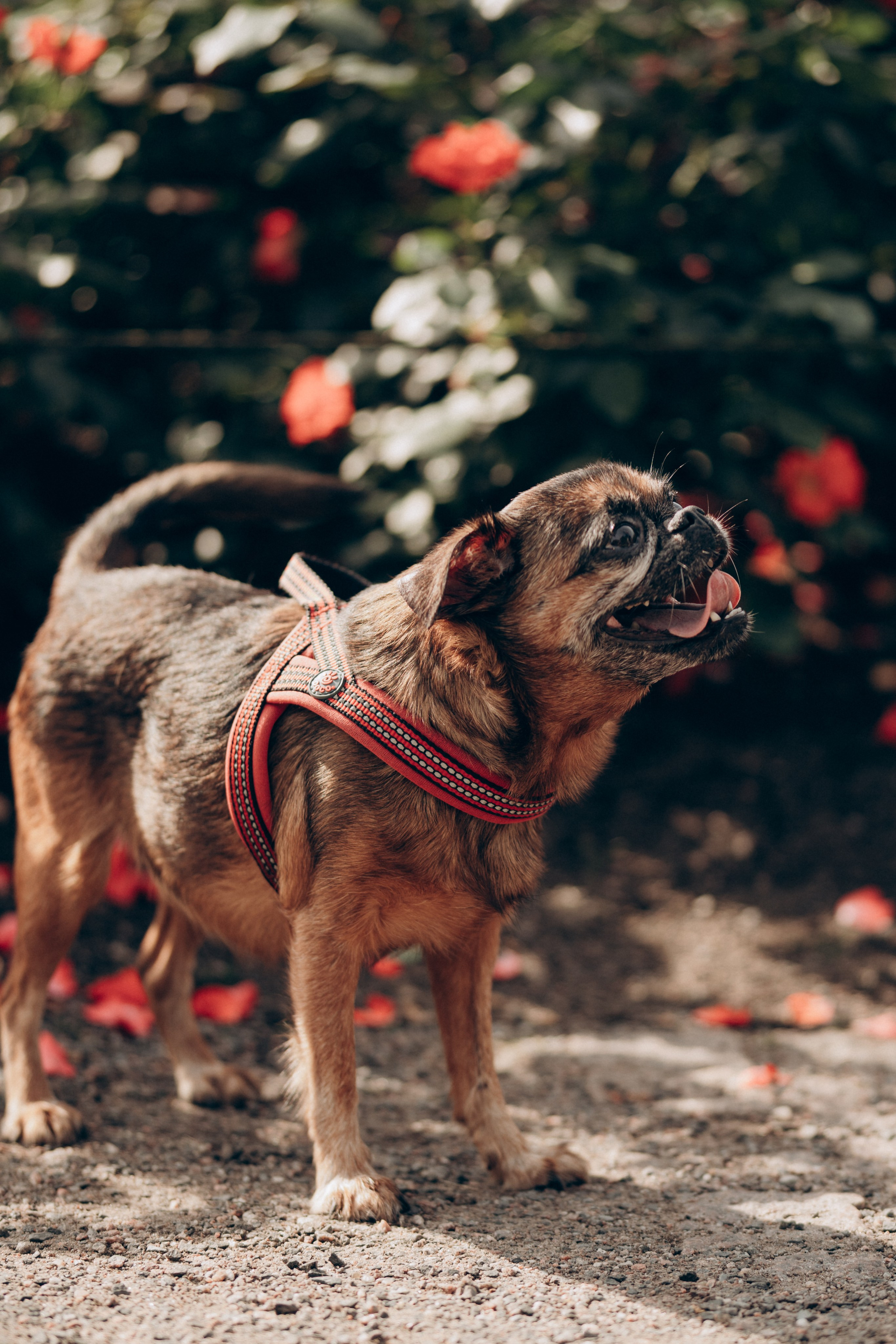 Natalia, Janik, Nusha & Betty. Фотограф-анималист в Таллинне, Катя Лайсаар