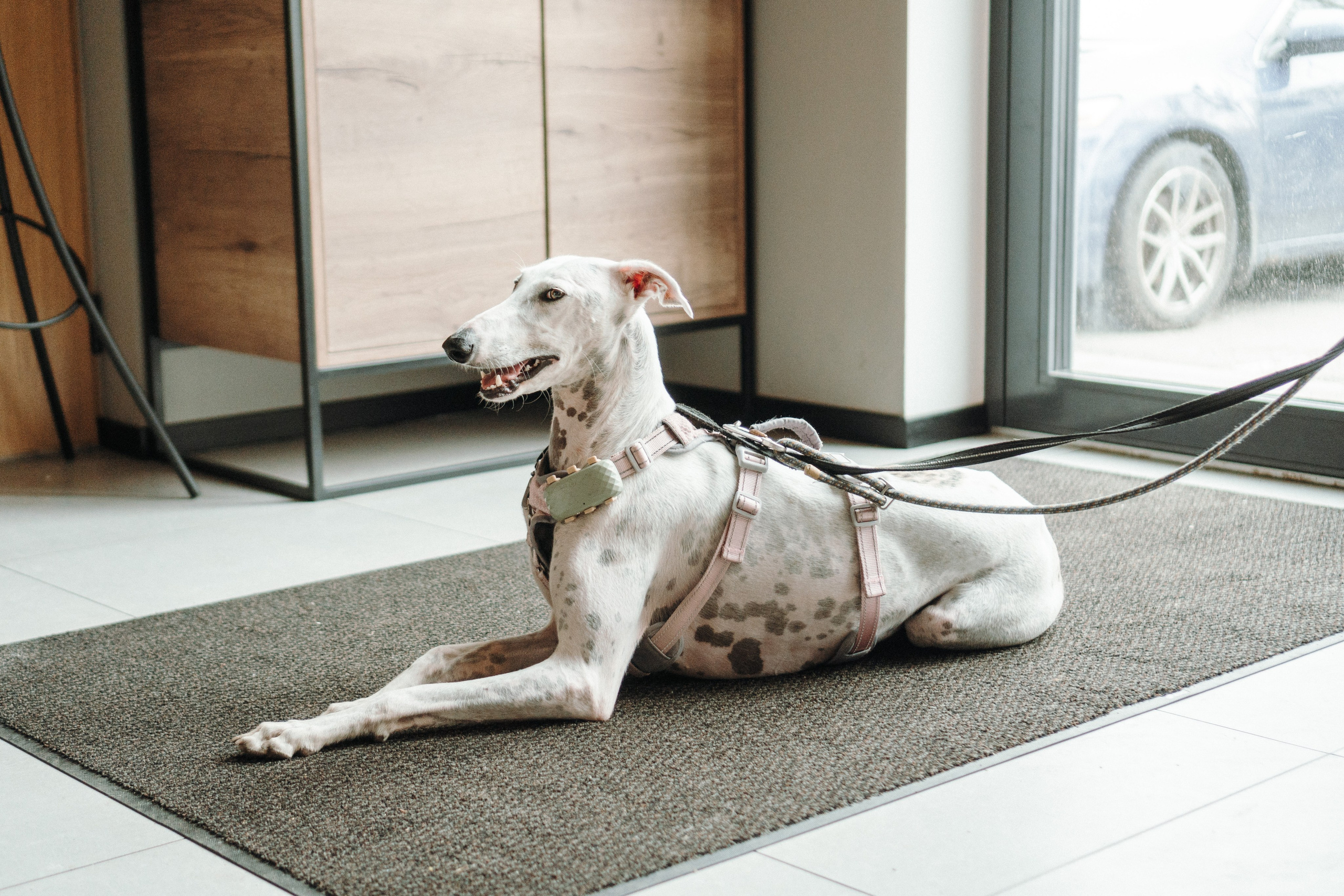 GalgoTreff / Mia Pagar 1 may, 2025. Kat Laisaar — Pet photographer in Tallinn