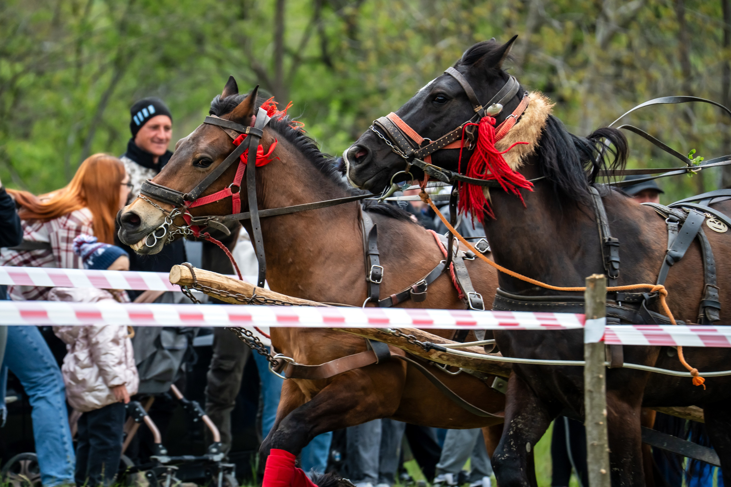 Concurs Ecvestru Vărbilău ediția a 4-a. Mihai Alexandra Events