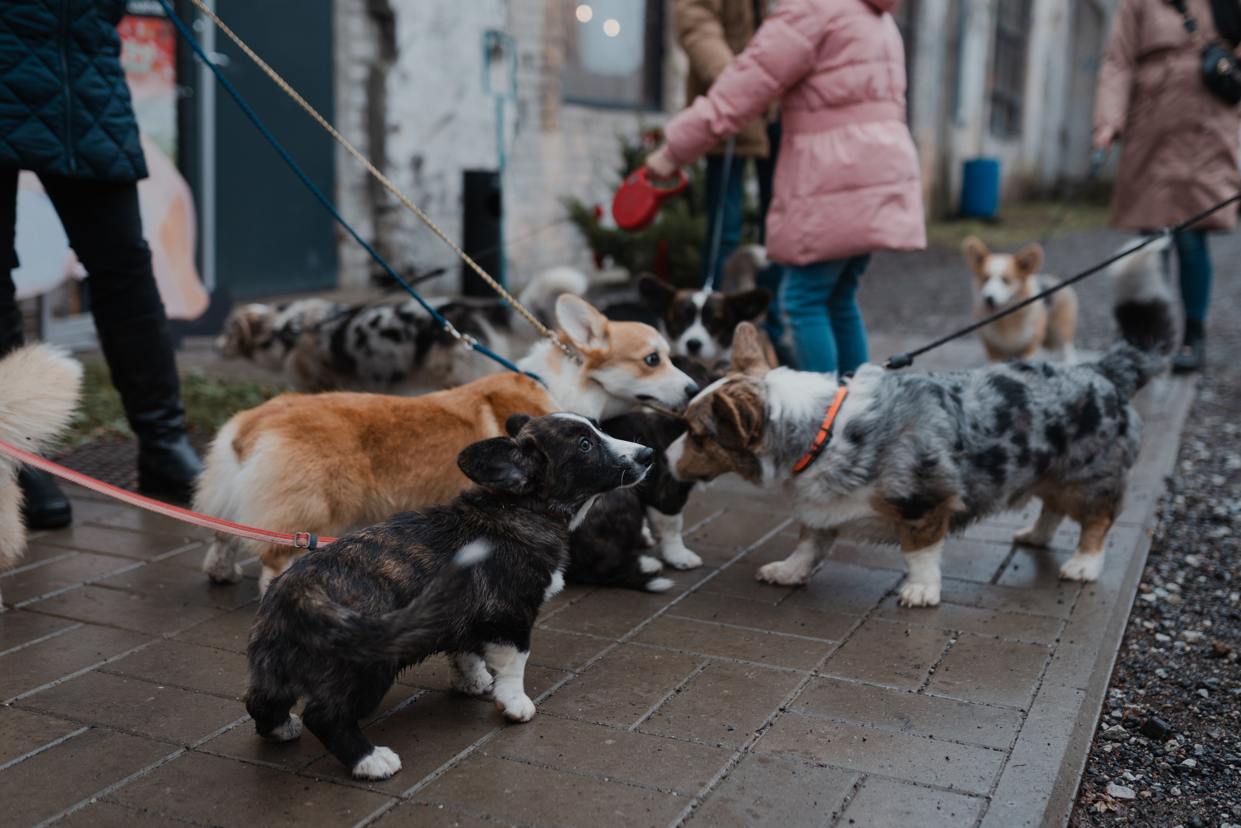 Corgi fest. Event Photography