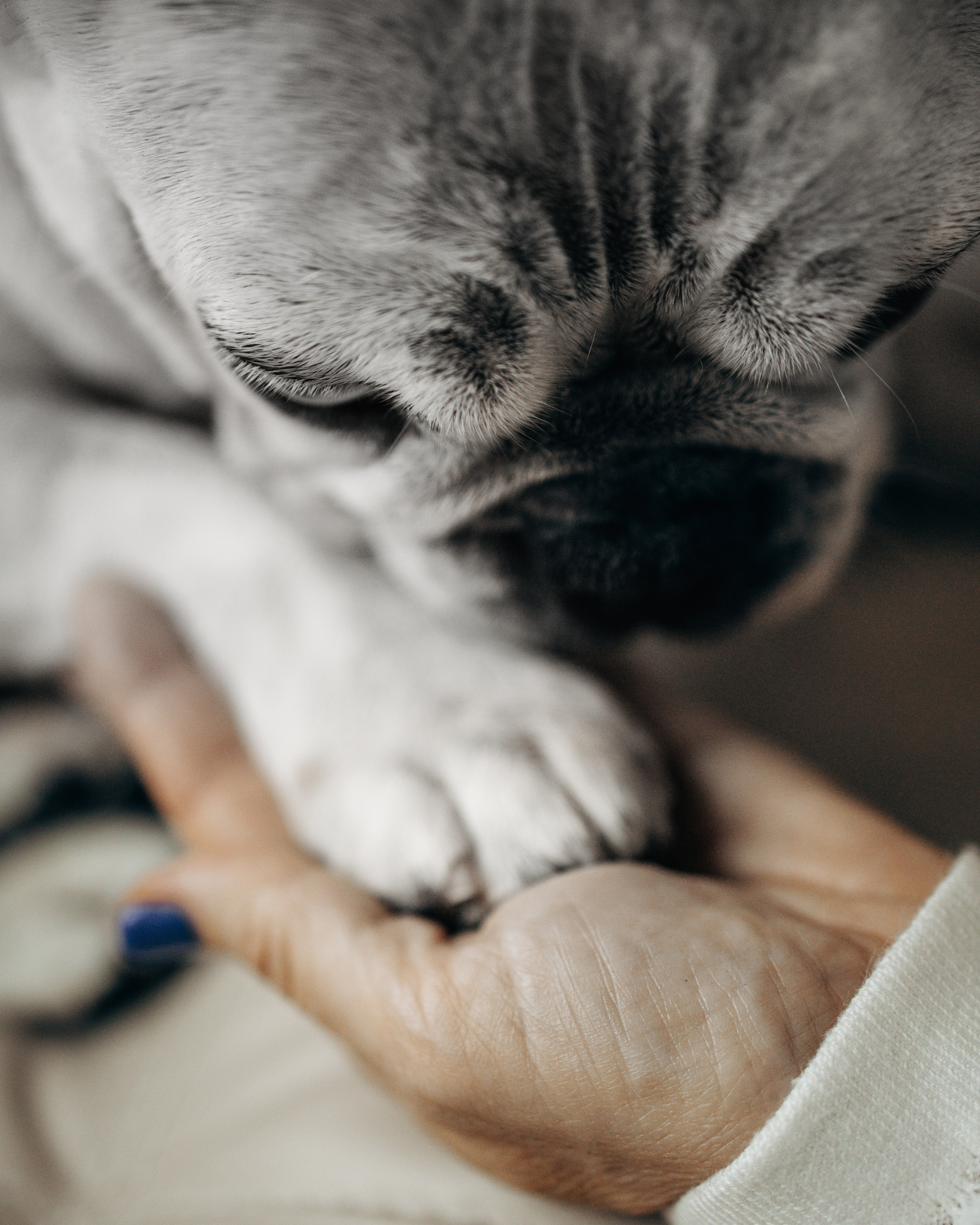 Pearl & Melanie. Pet Photographer Viktoriya Aleshenko