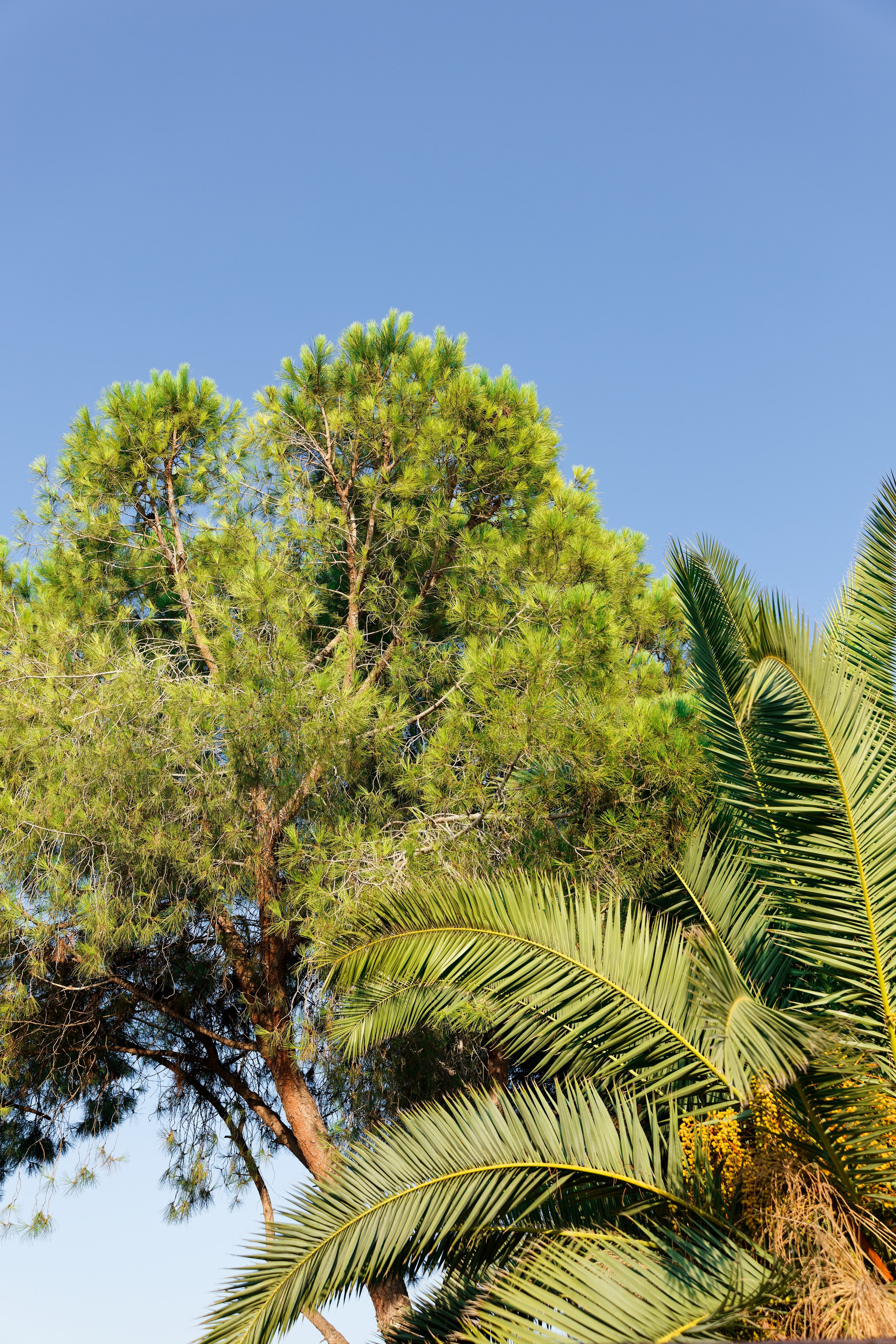 Haldi Ceremony & Mehndi Night & pre-wedding dinner, Barcelona