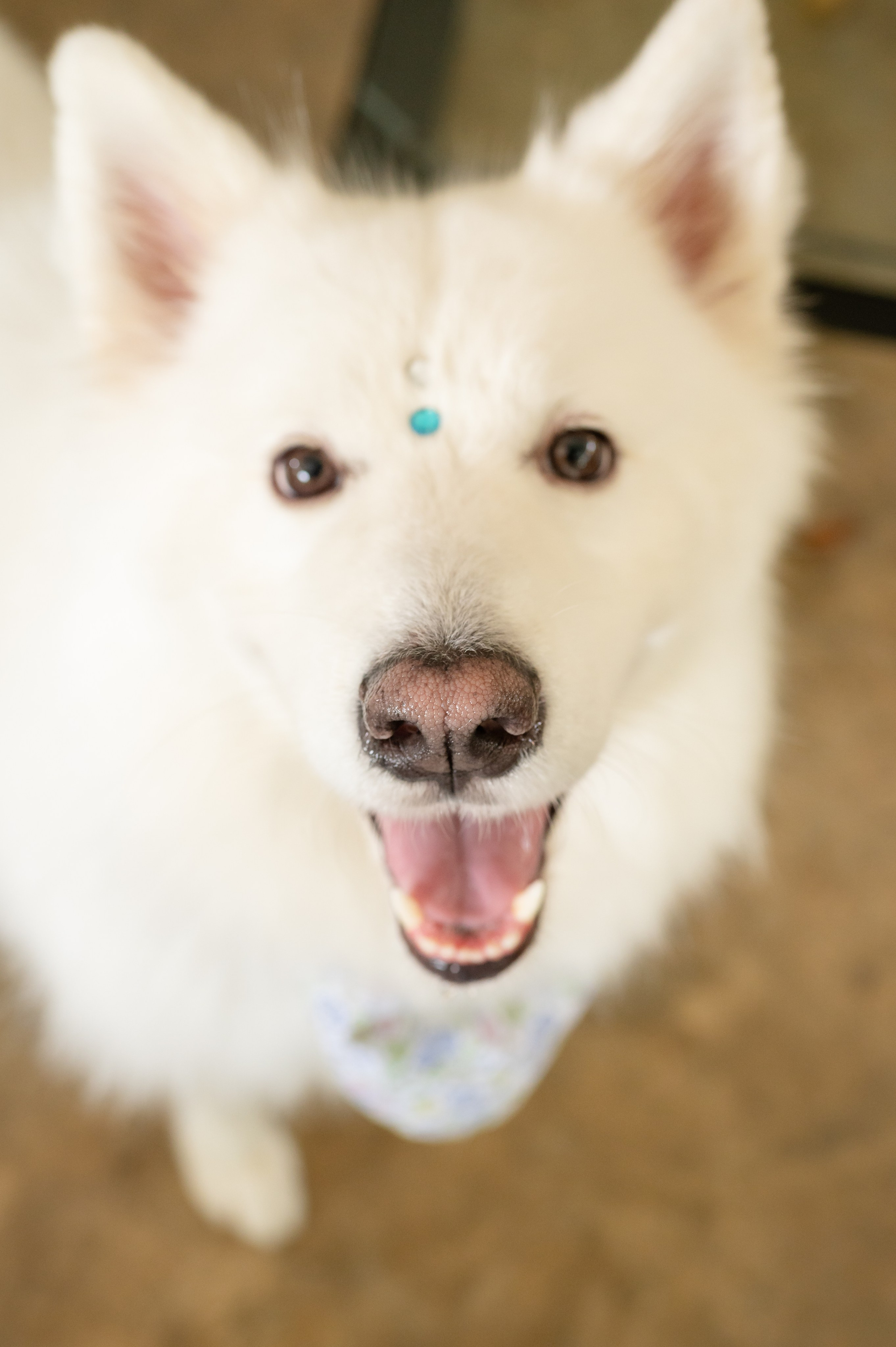 La Boda de Paola y Sebastián. Www.dresalgadophoto.com