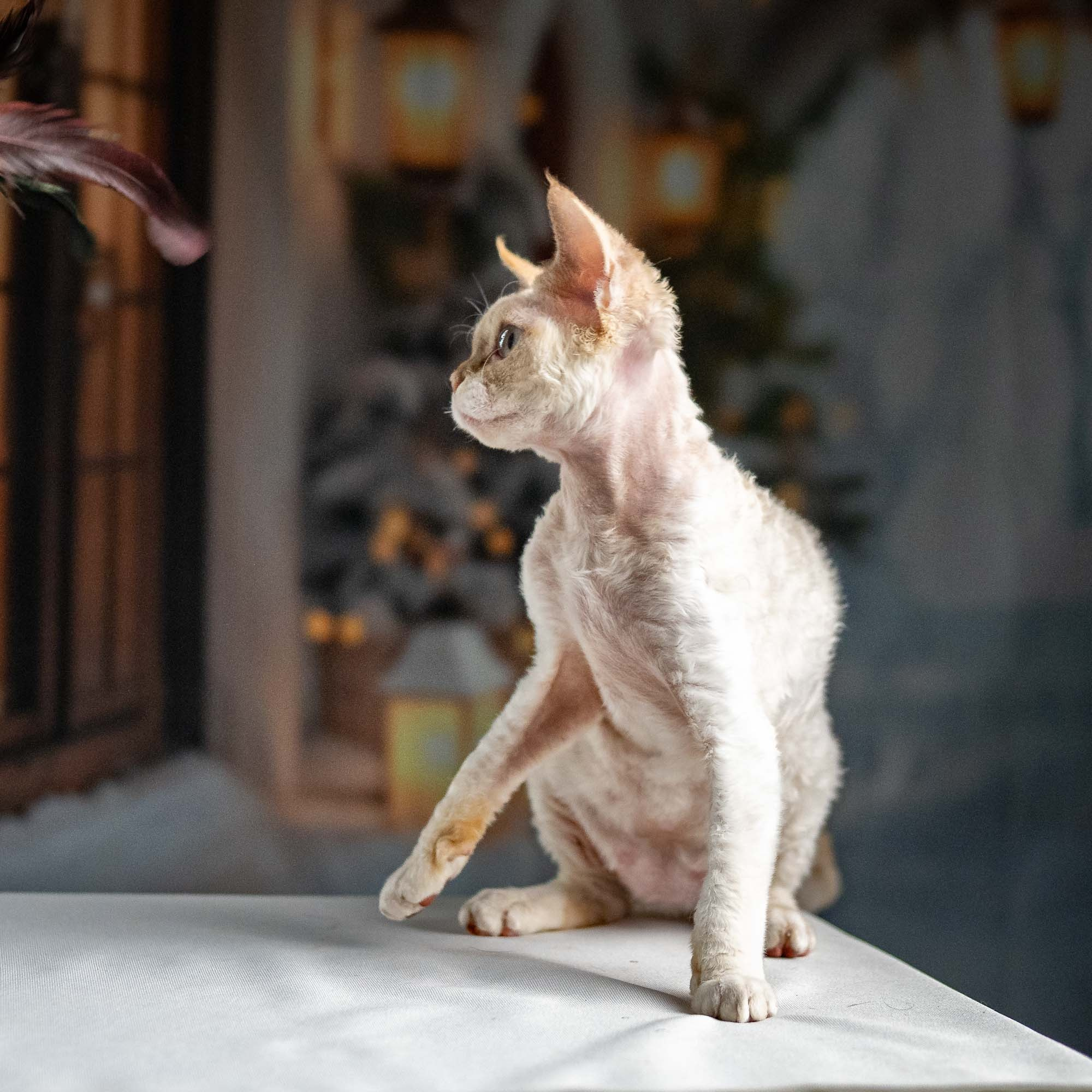 Jessica, girl, born 06.25.2025. Devon Rex Pixie Cattery