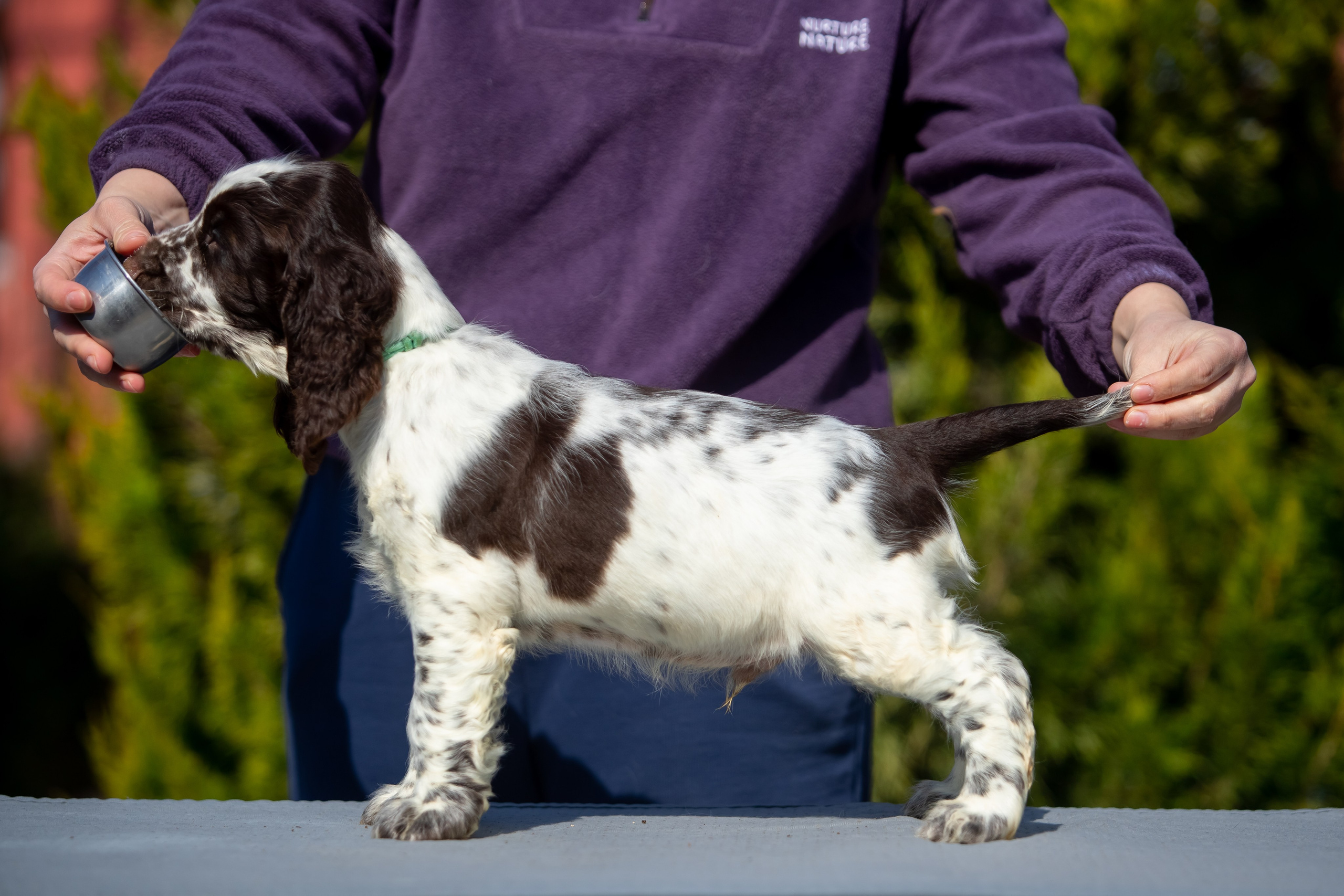 Male — Blue collar 💙. Website of the titled stud dog of the Springer Spaniel breed