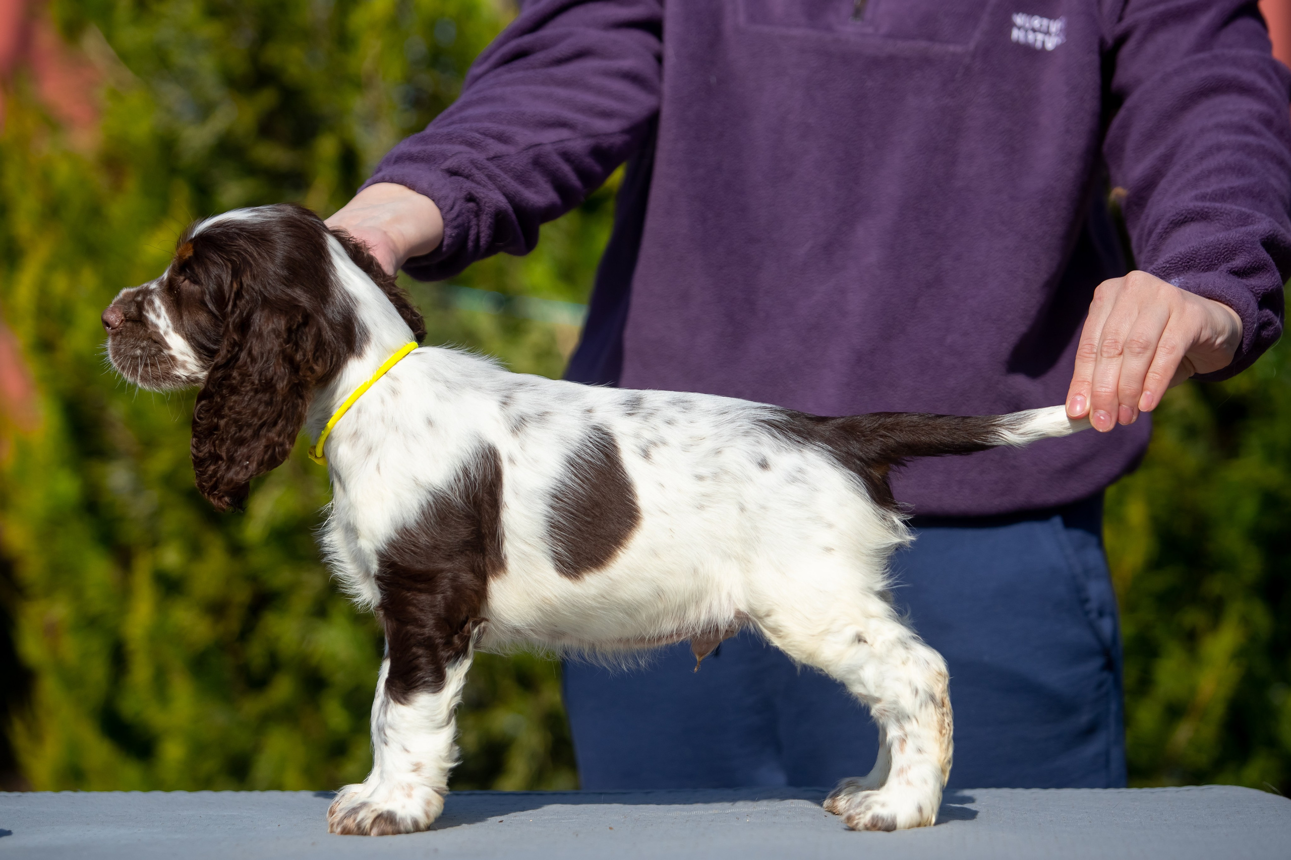 Male — Yellow collar 💛. Website of the titled stud dog of the Springer Spaniel breed